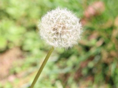 Part III:  Radiating Metta