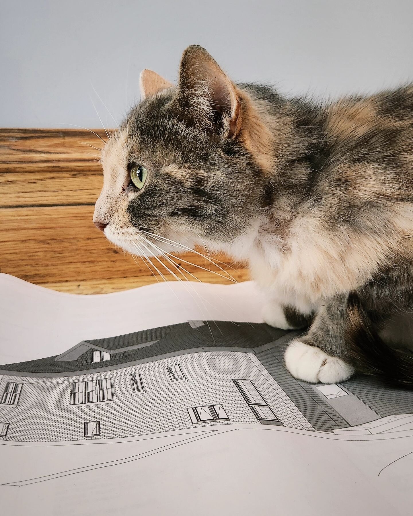 Calek Architecture got a cute new mascot this week,  meet Froot Calek Streeting. I'm going to try not to make this a cat account now, but no promises. I'm so proud of how she posed with my drawing set. 
With our new furry friend in the mix, I think i