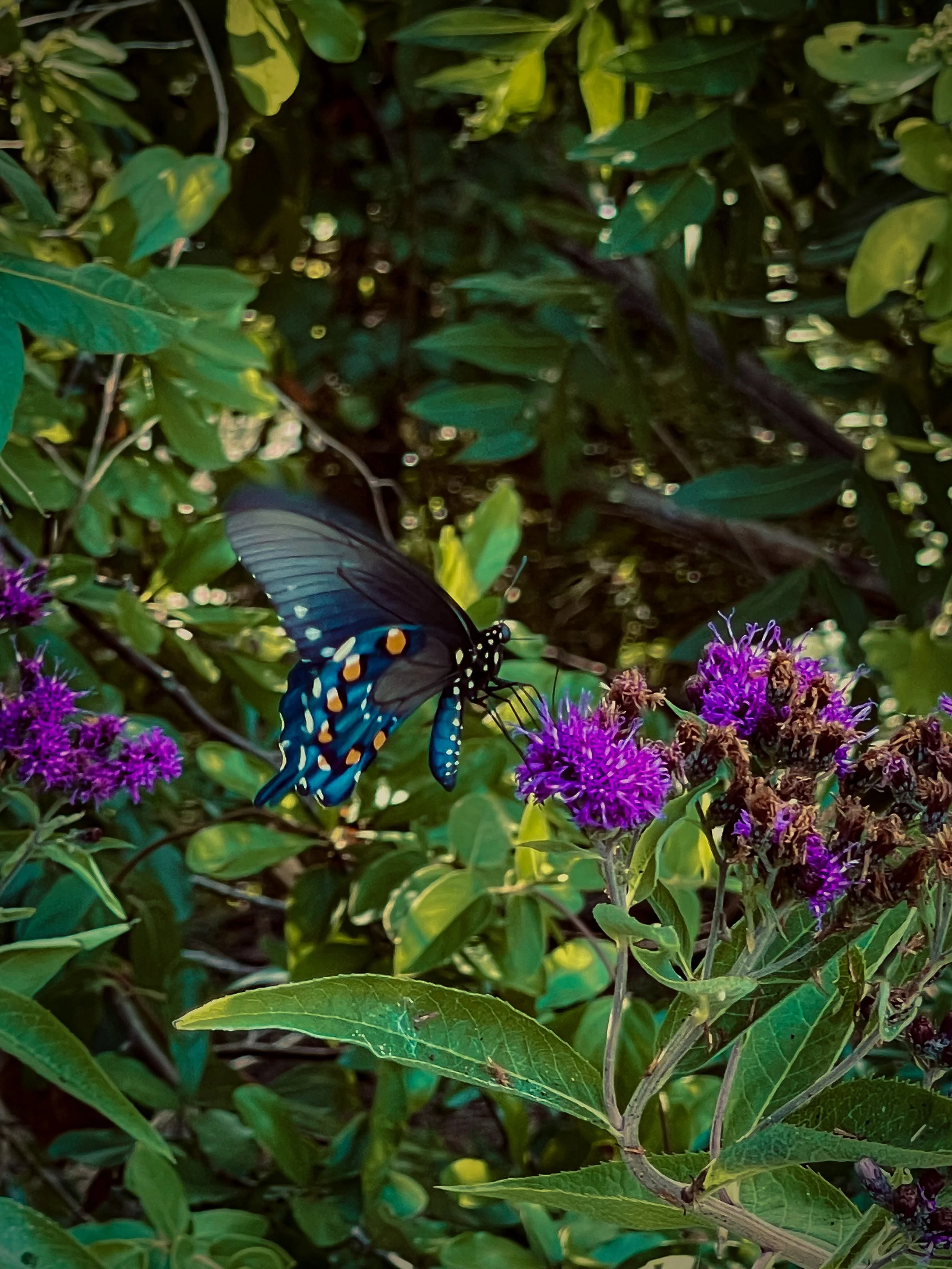IMG_2021 2.JPG