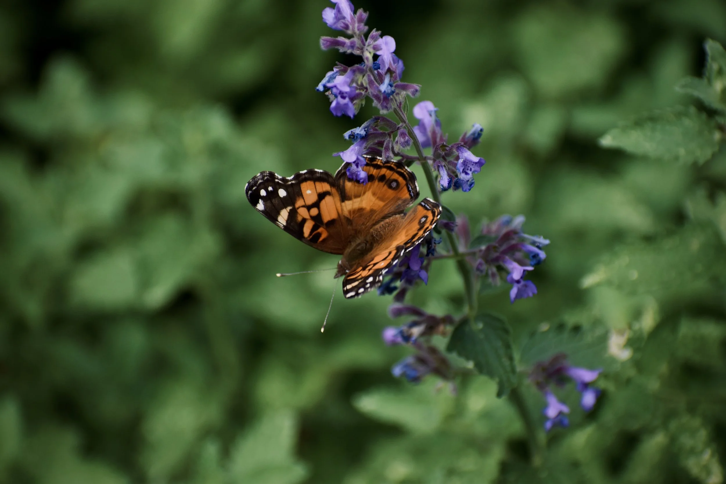 DSC_0638.jpg