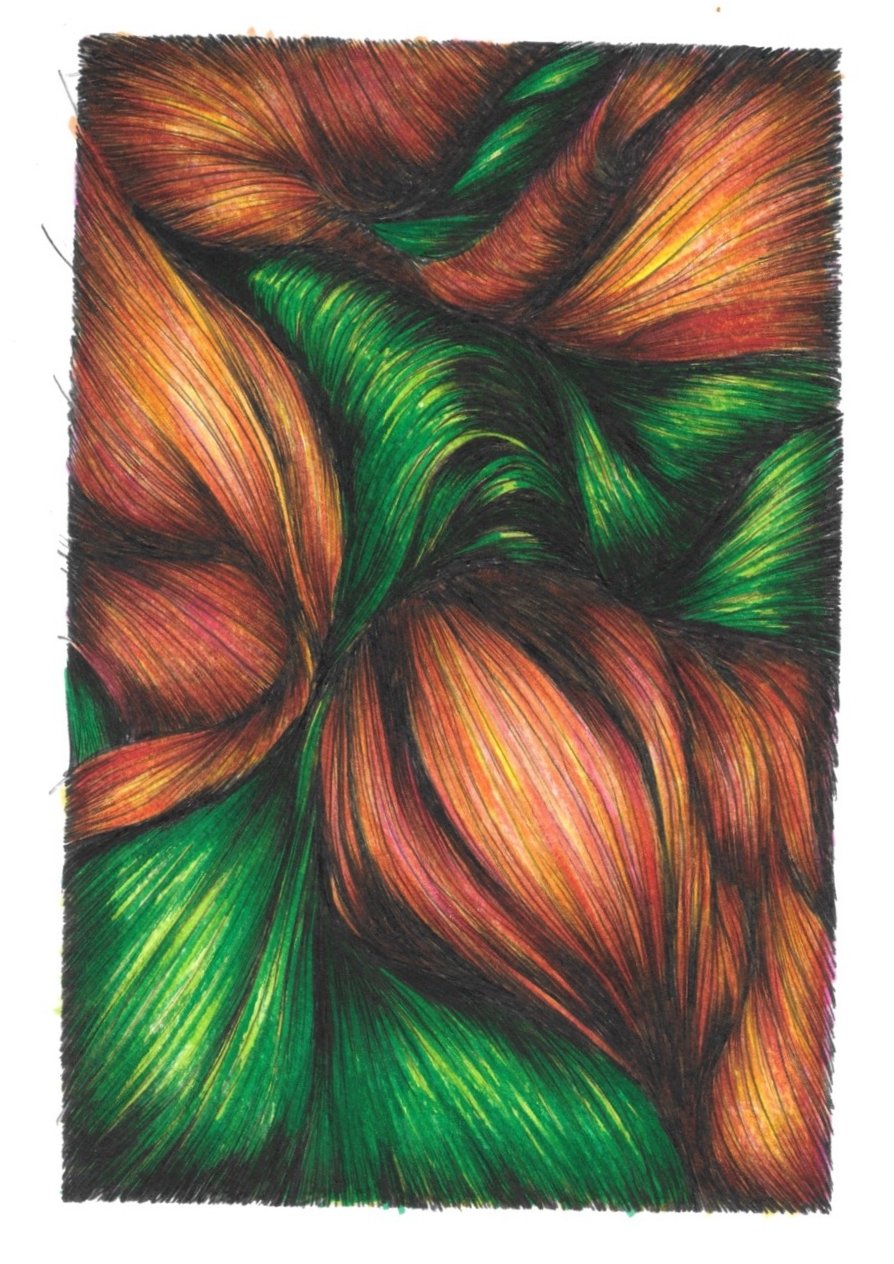 Tangerine Tulips