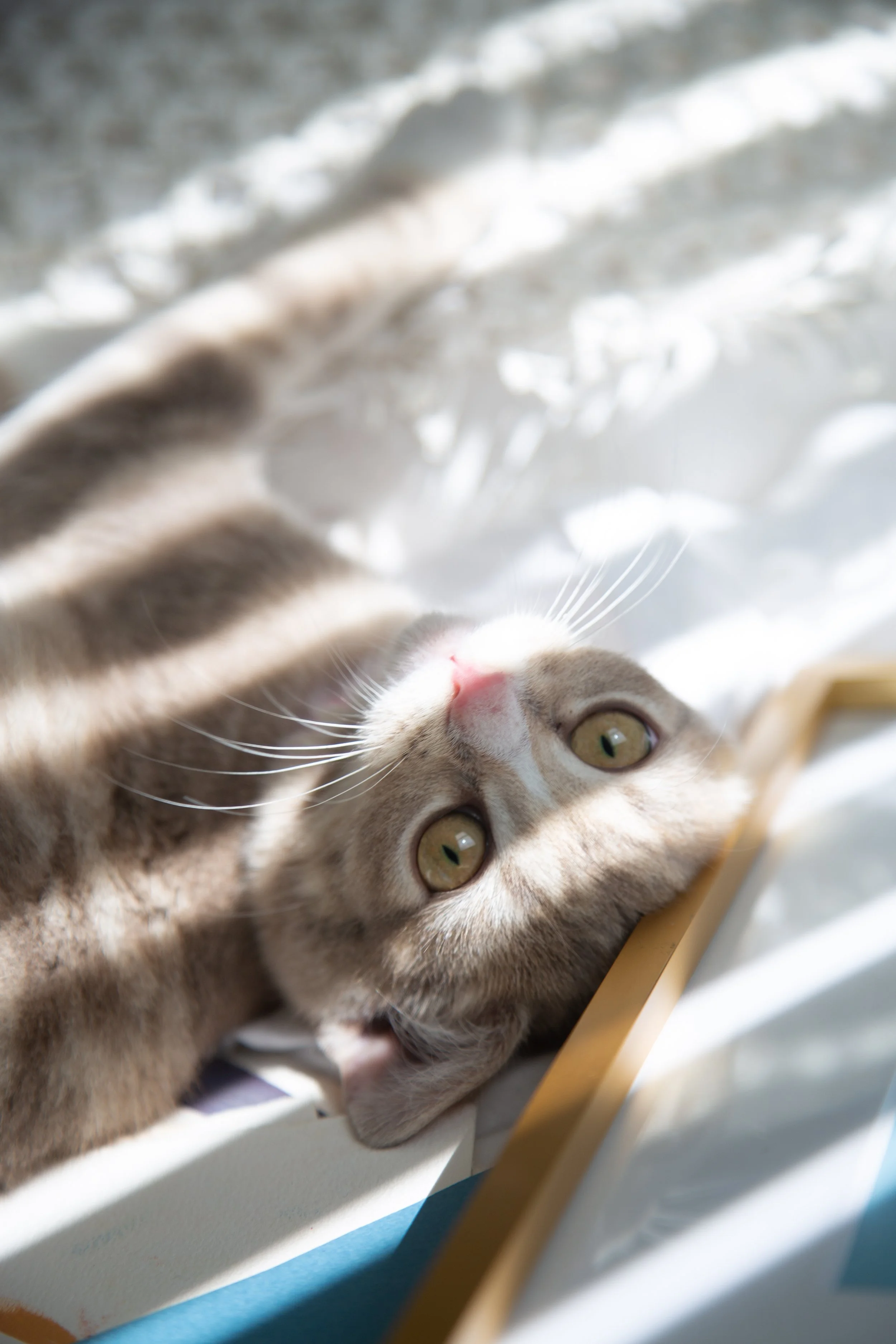 My studio assistant Scout, working moments, and inspo!