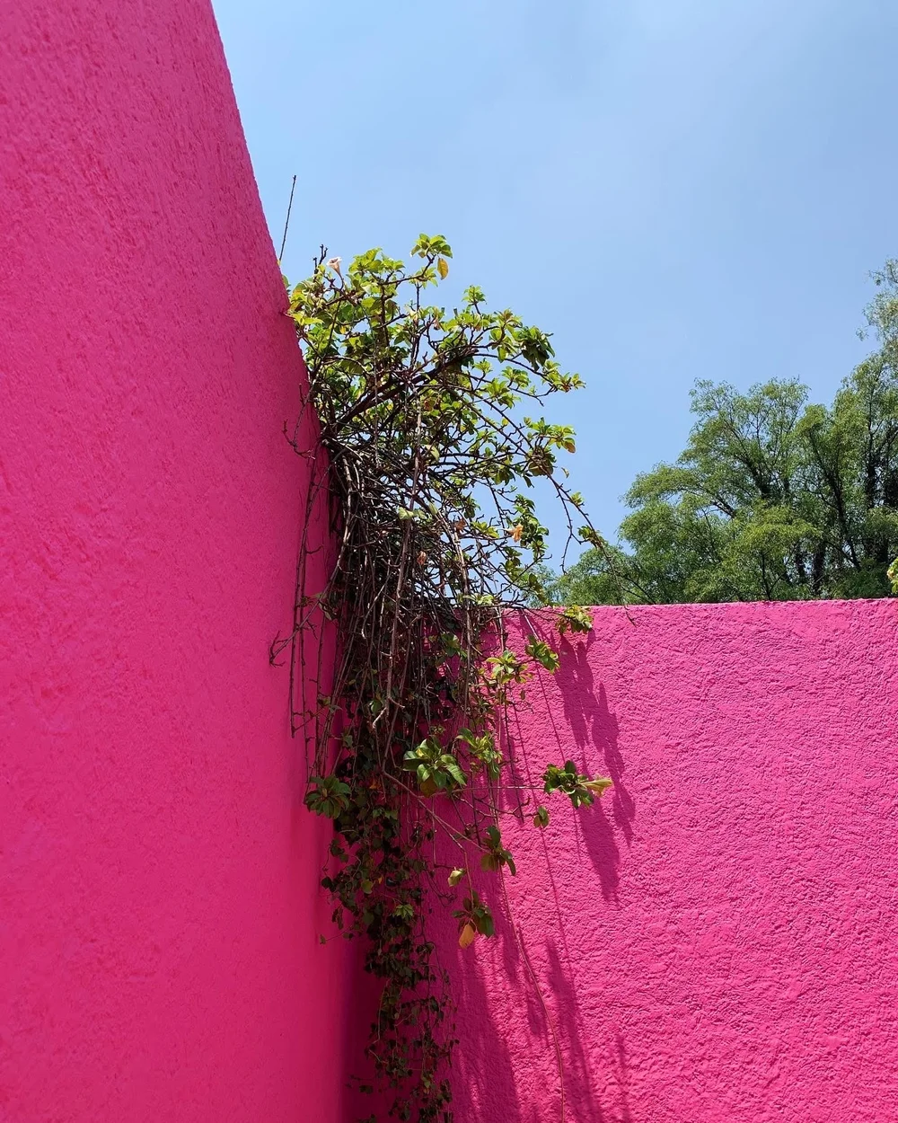 The Luis Barragán House — Timothy Hoiland