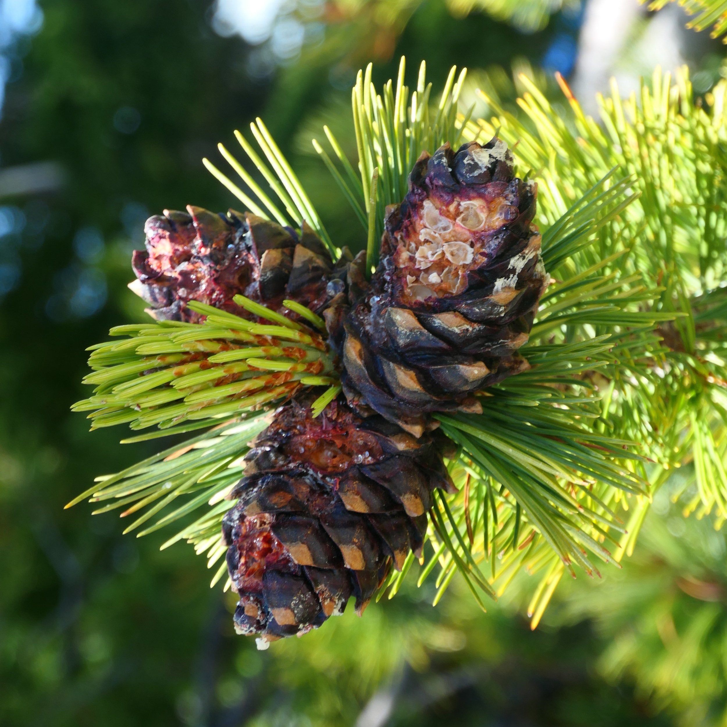    Pinus albicaulis    (image credit: R. Sniezko)  
