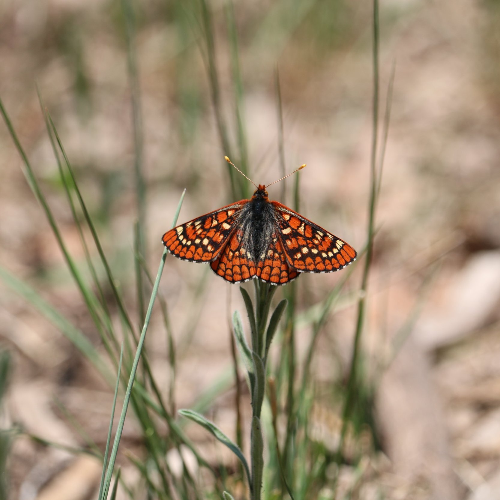    Euphydryas anicia cloudcrofti    (image credit: J. Alleman)  