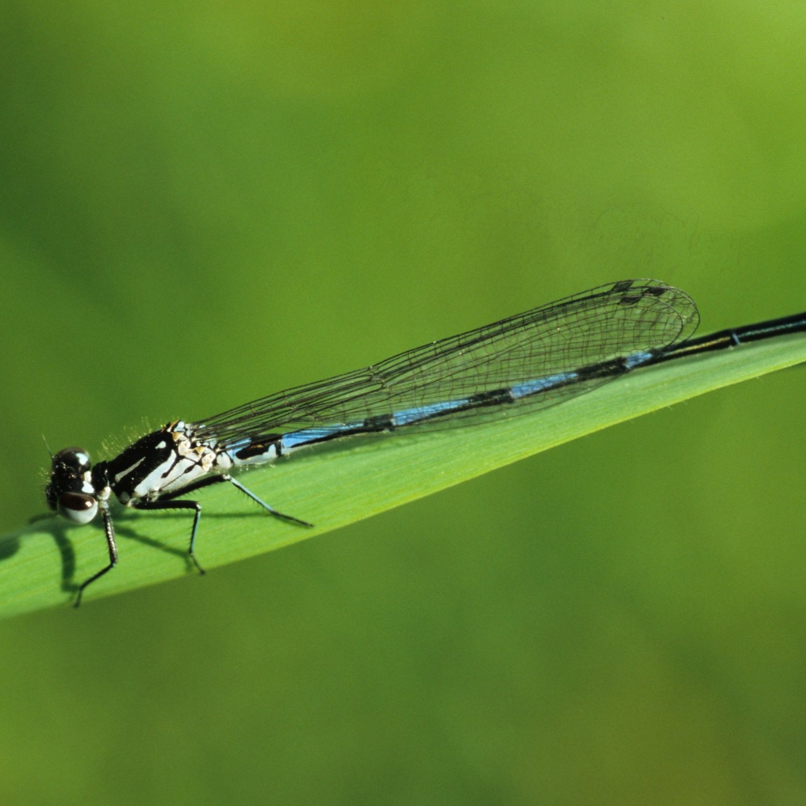    Coenagrion pulchellum    (image credit: J. Mergeay)  