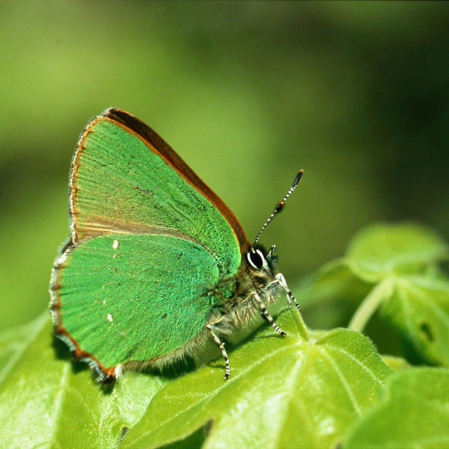    Callophrys rubi    (image credit: J. Mergeay)  