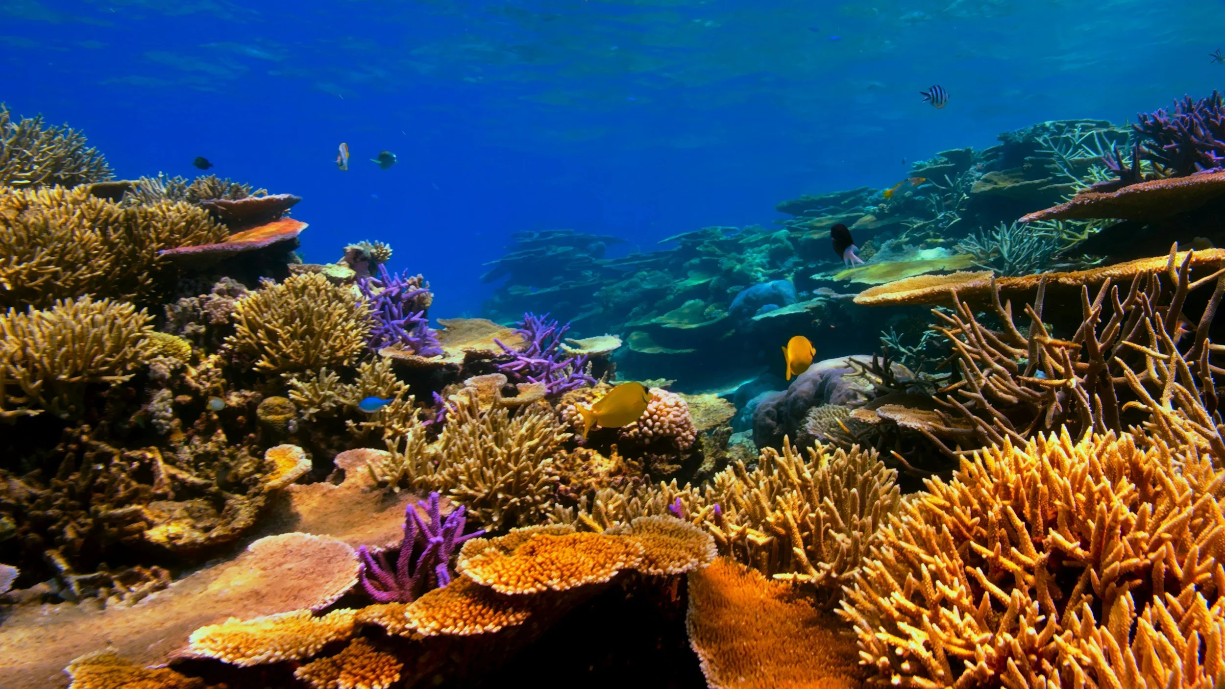 Protecting genetic diversity to benefit nature and society