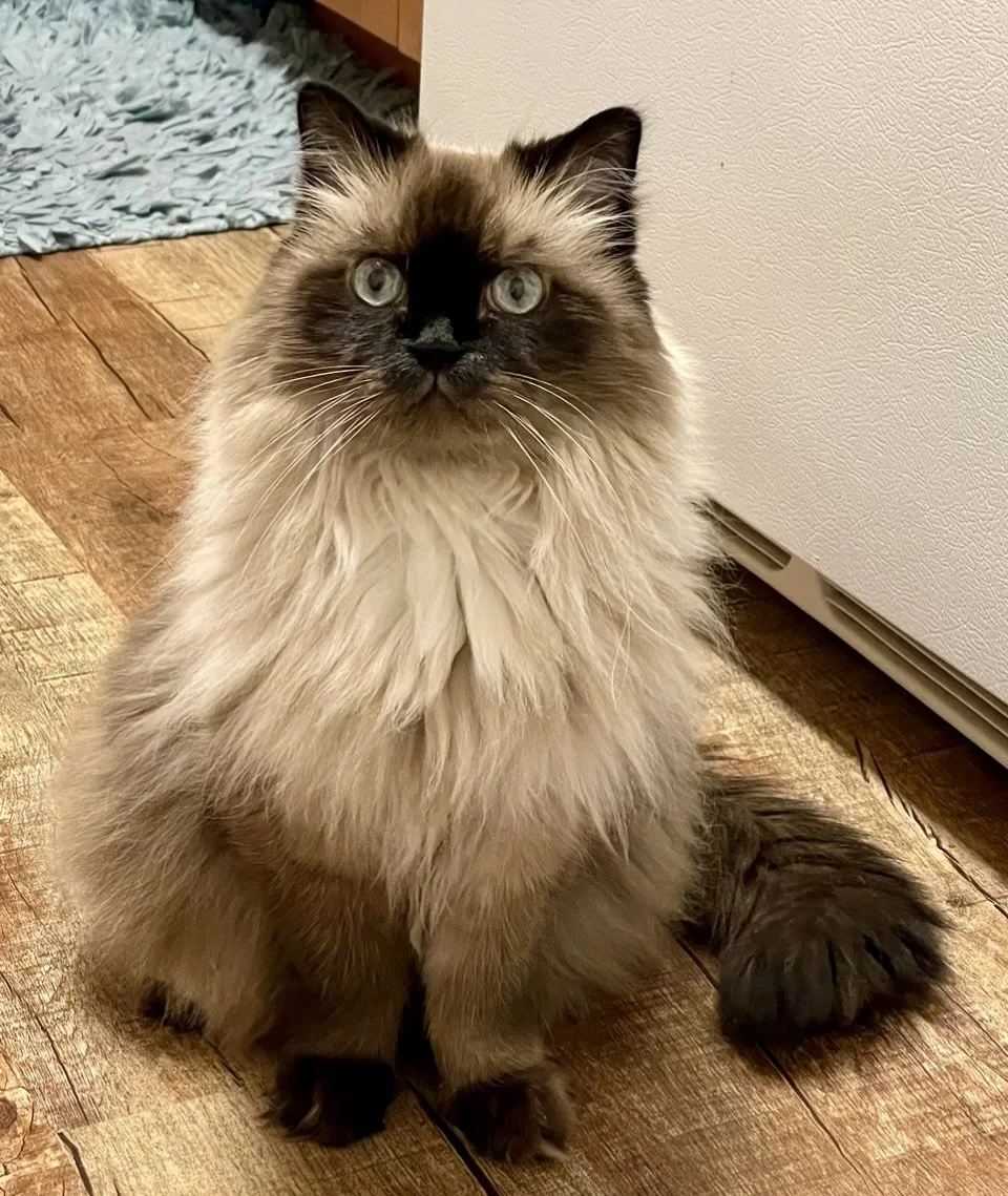 IMG_8942 - Gail Lynn.jpeg