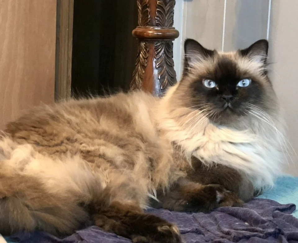 IMG_8937 - Gail Lynn.jpeg