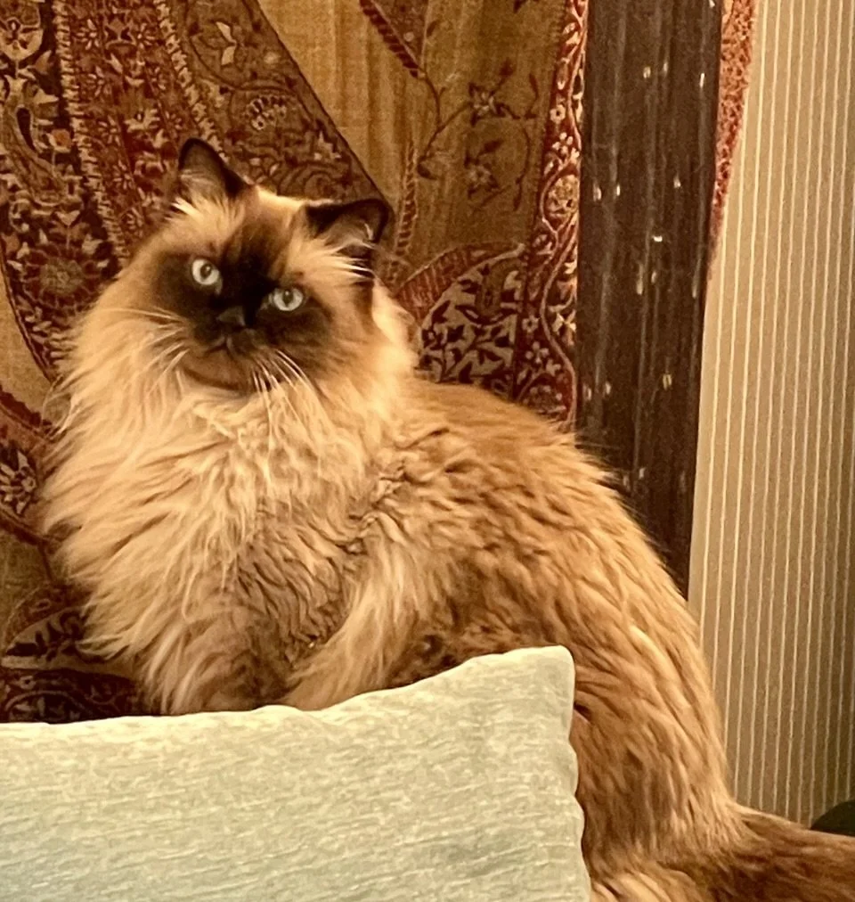 IMG_8943 - Gail Lynn.jpeg