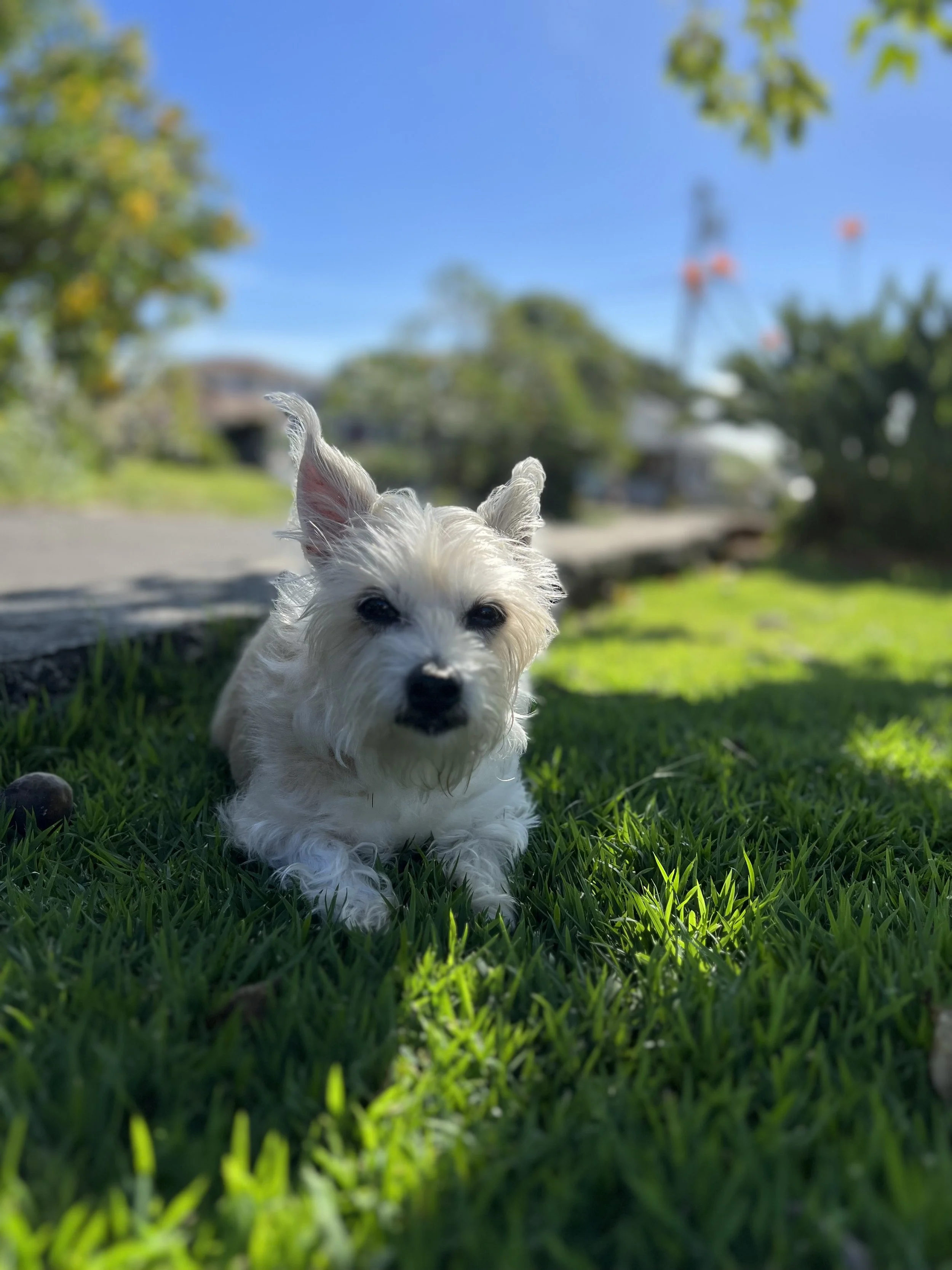 IMG_2284 - Sirinya Yothawong.jpeg