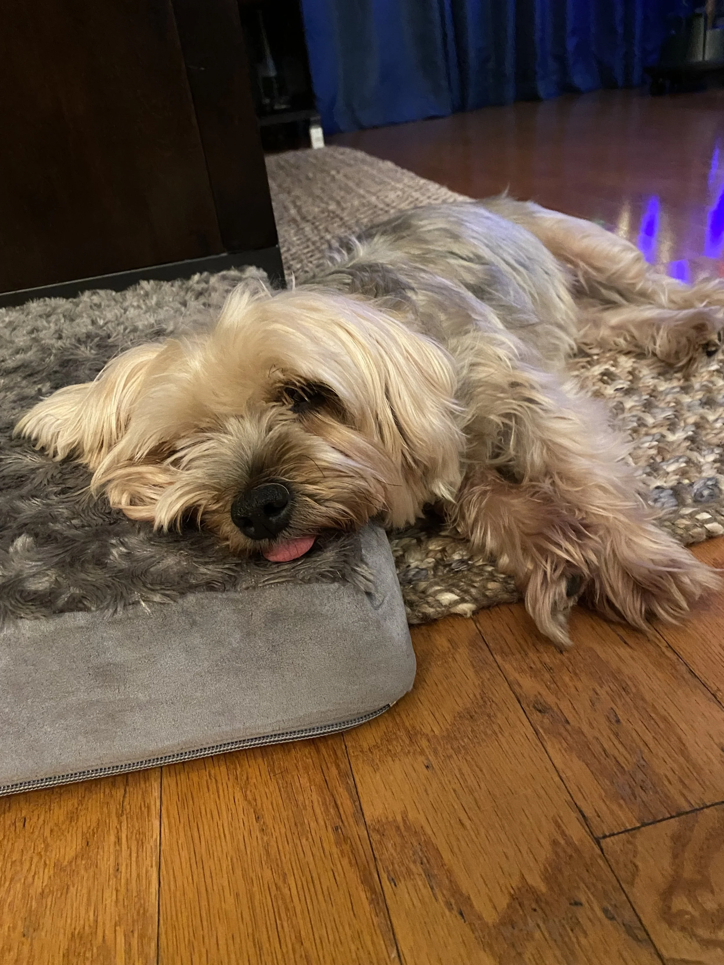 IMG_2487 - Shae Lankston.jpeg