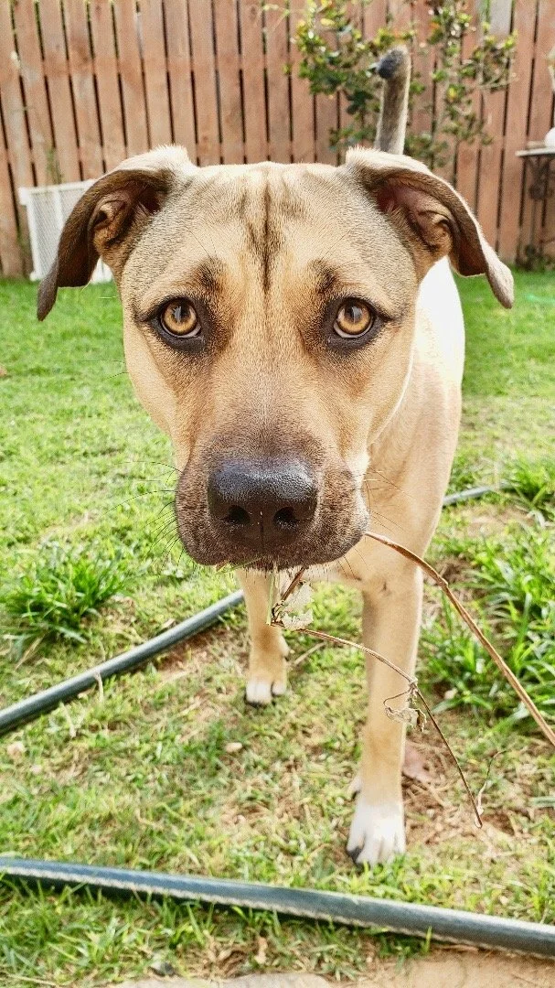 Coco