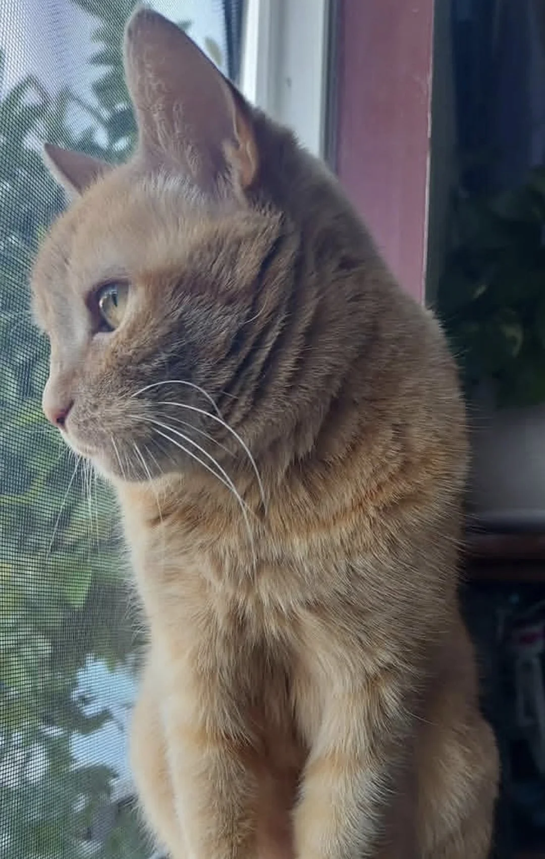 Nala