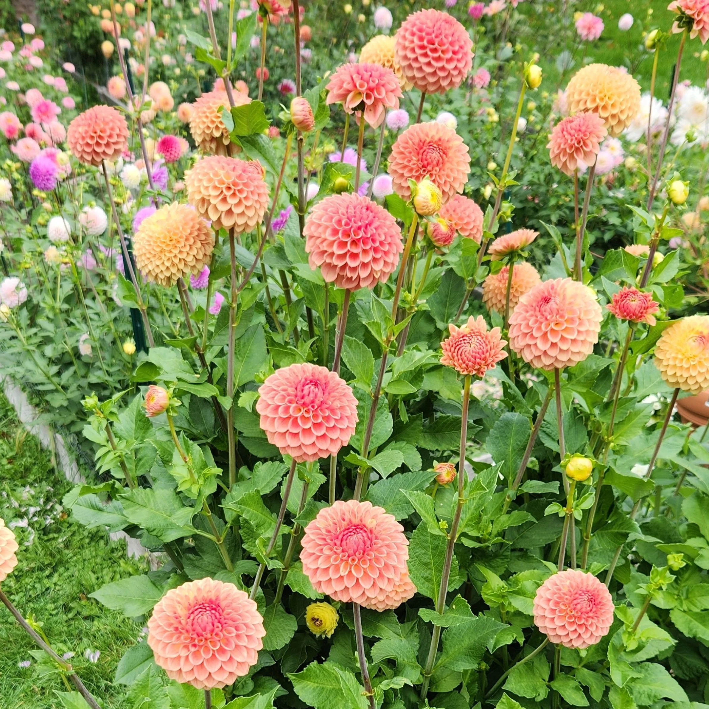Ryecroft Jill — Brambleside Farm Wisconsin grown dahlias. www