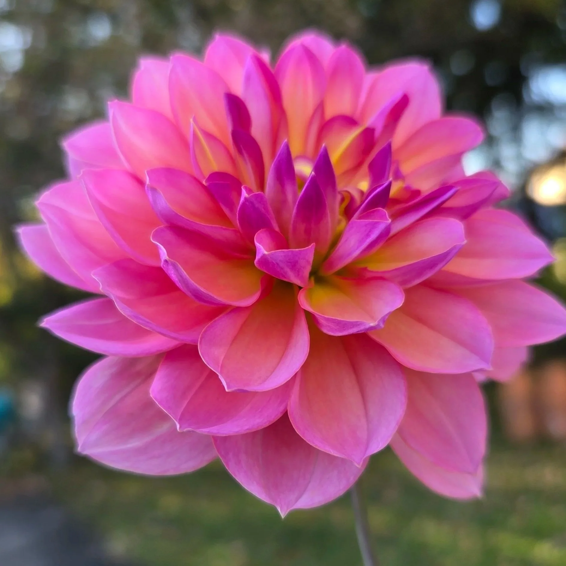 Sandia+Rose+.jpg