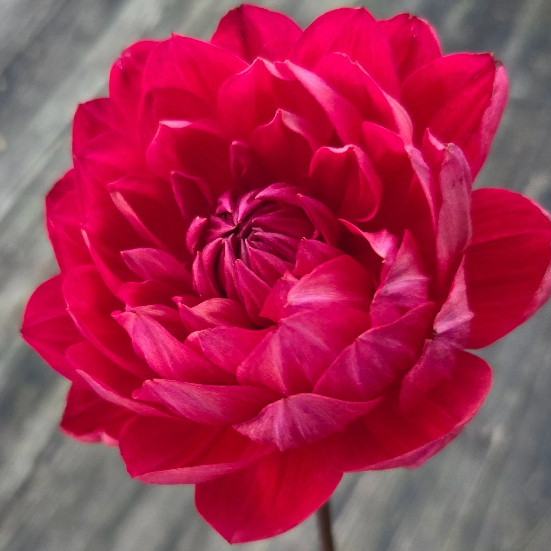 HH+Rose+red+2+1.jpg