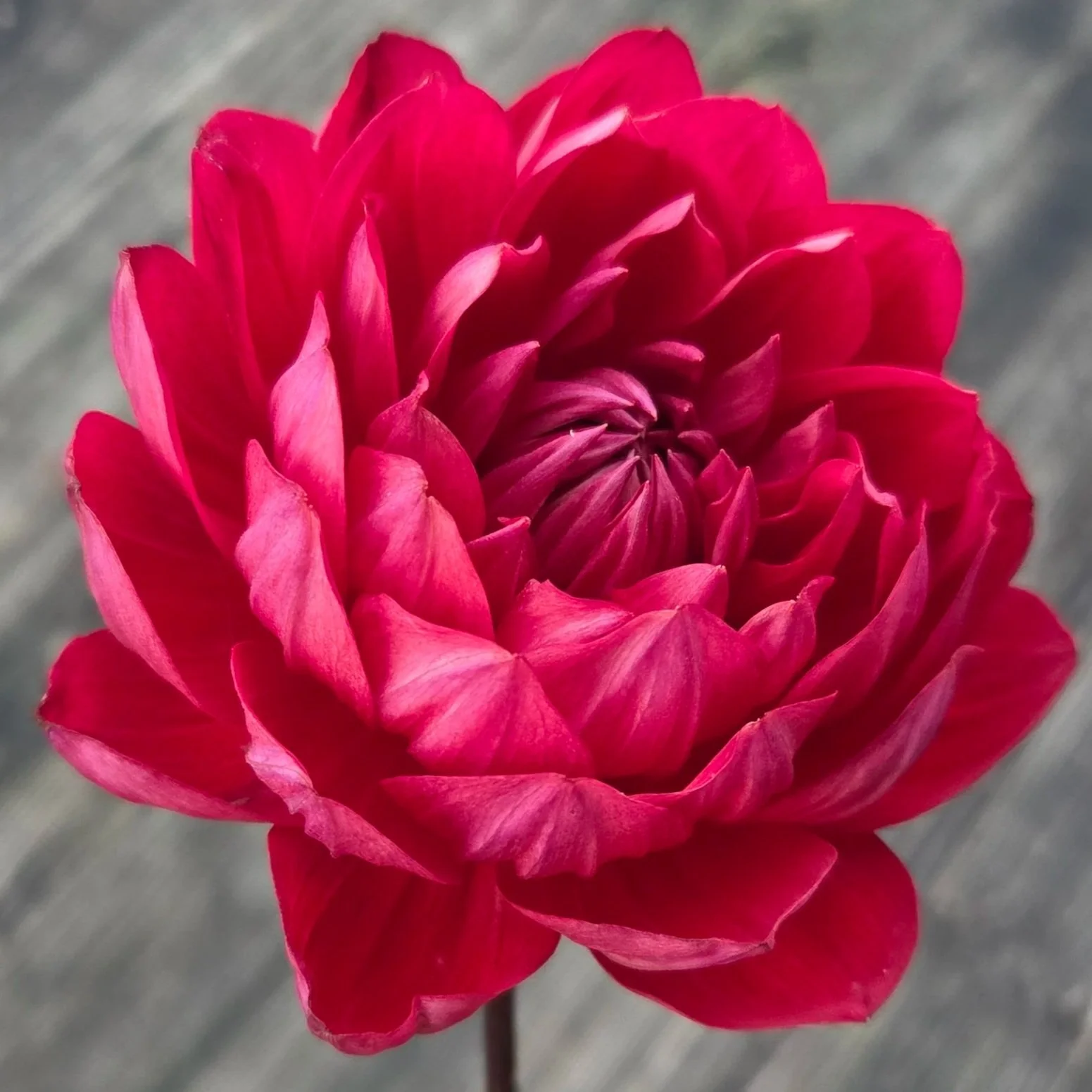 HH+rose+Red+2+2.jpg