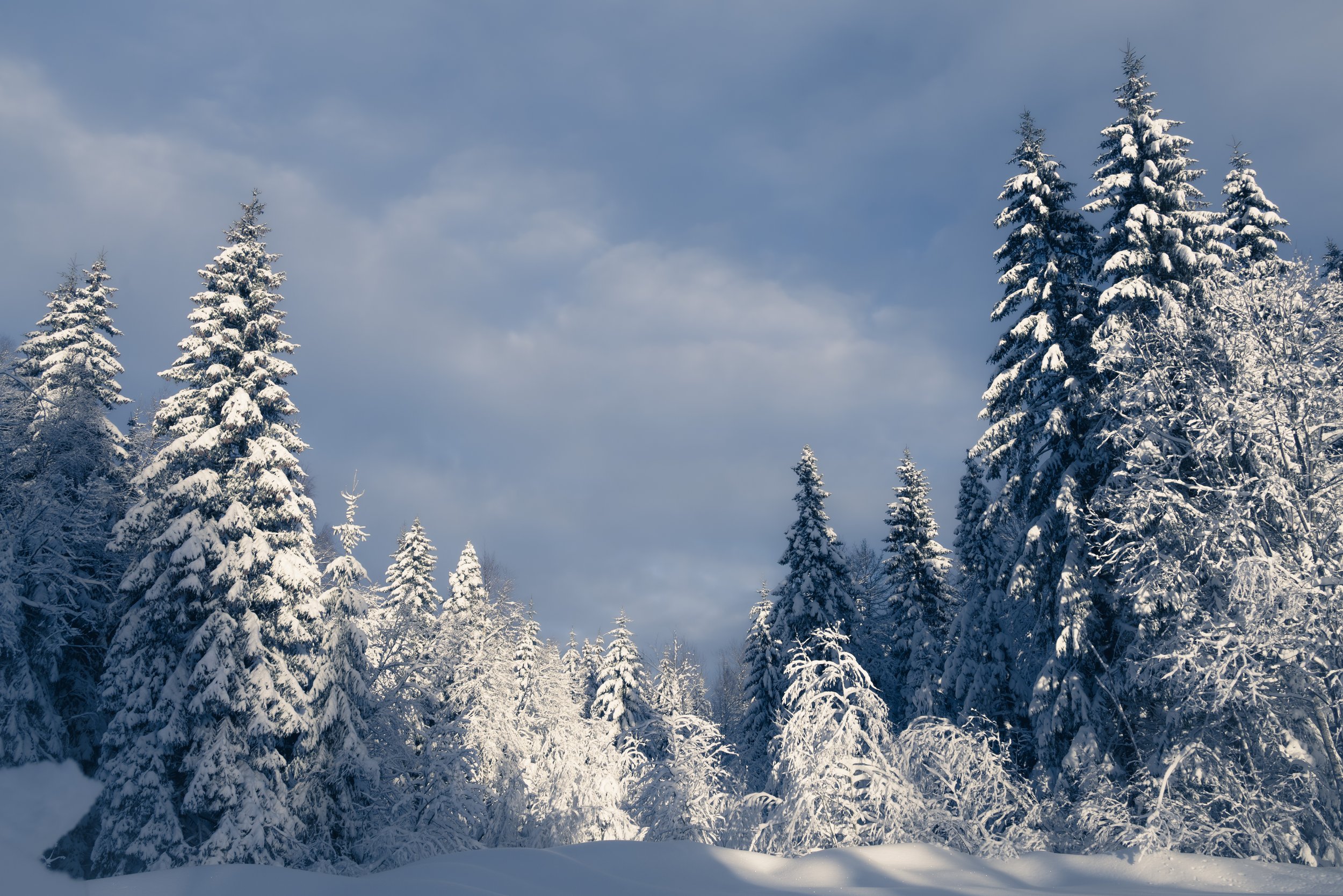 Snow Covered Tree Lines