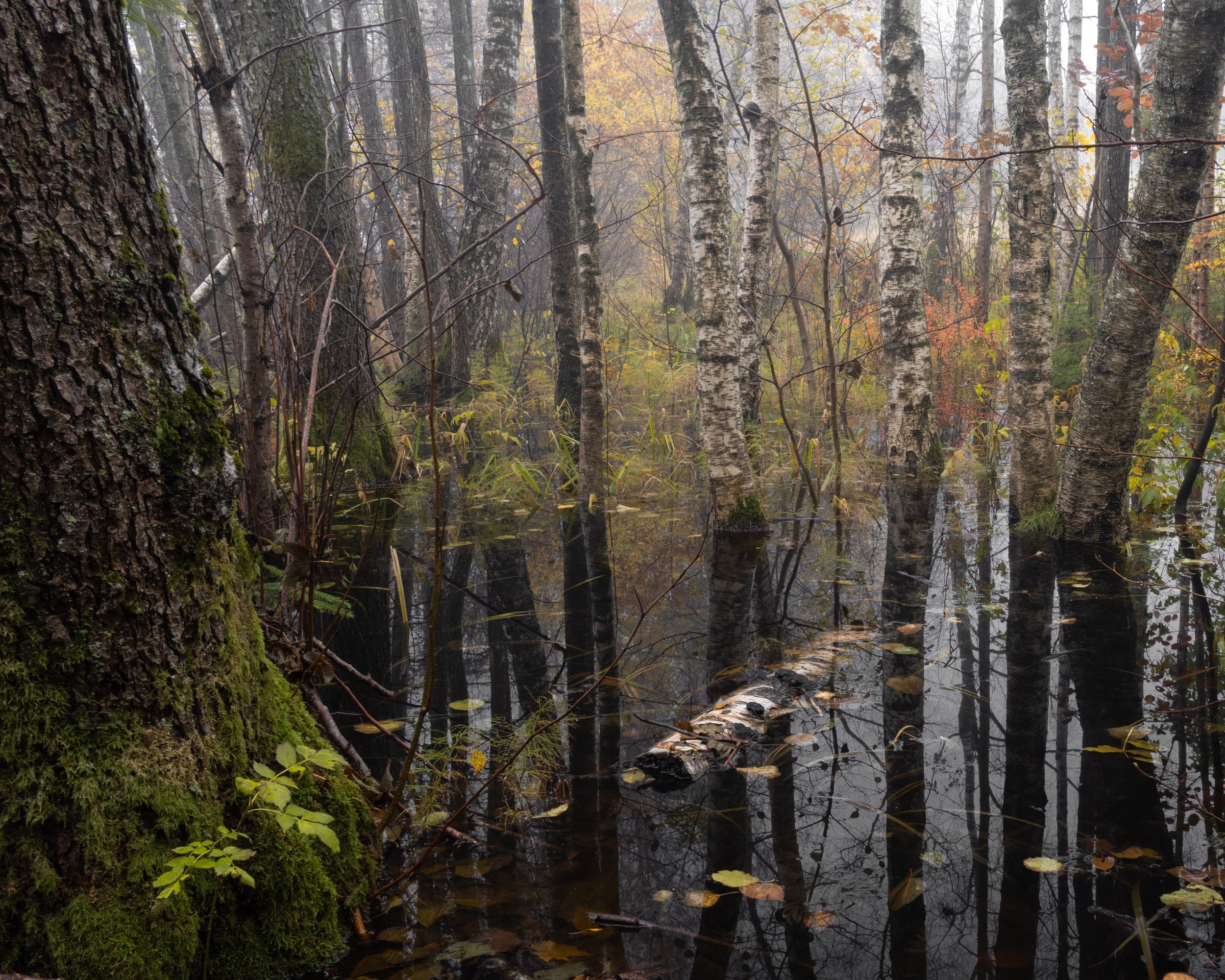 Autumn Bog