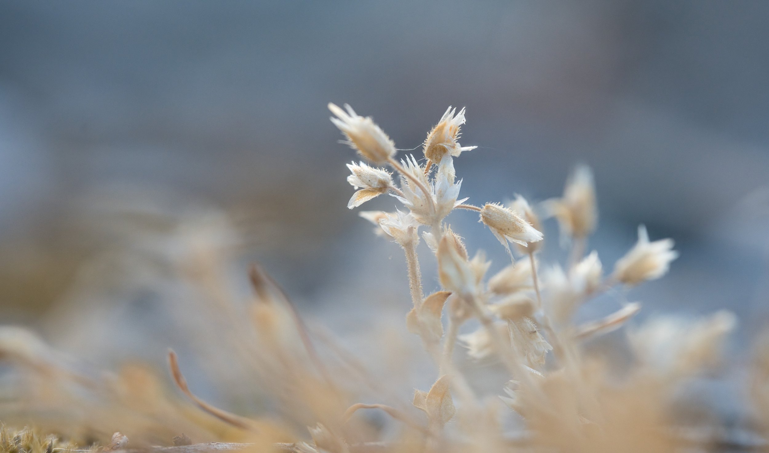 Ethereal Flowers