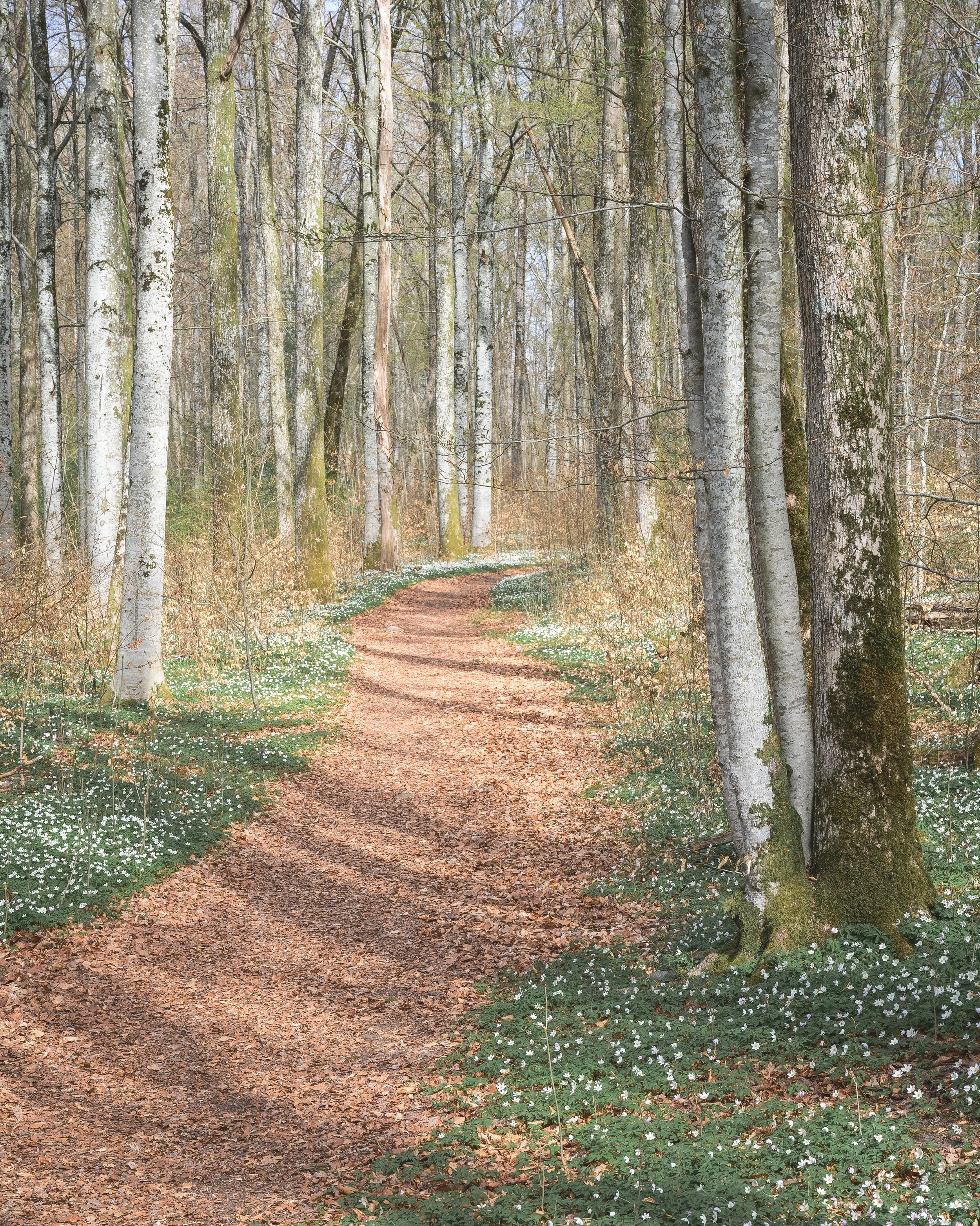 Golden Crowns Forest