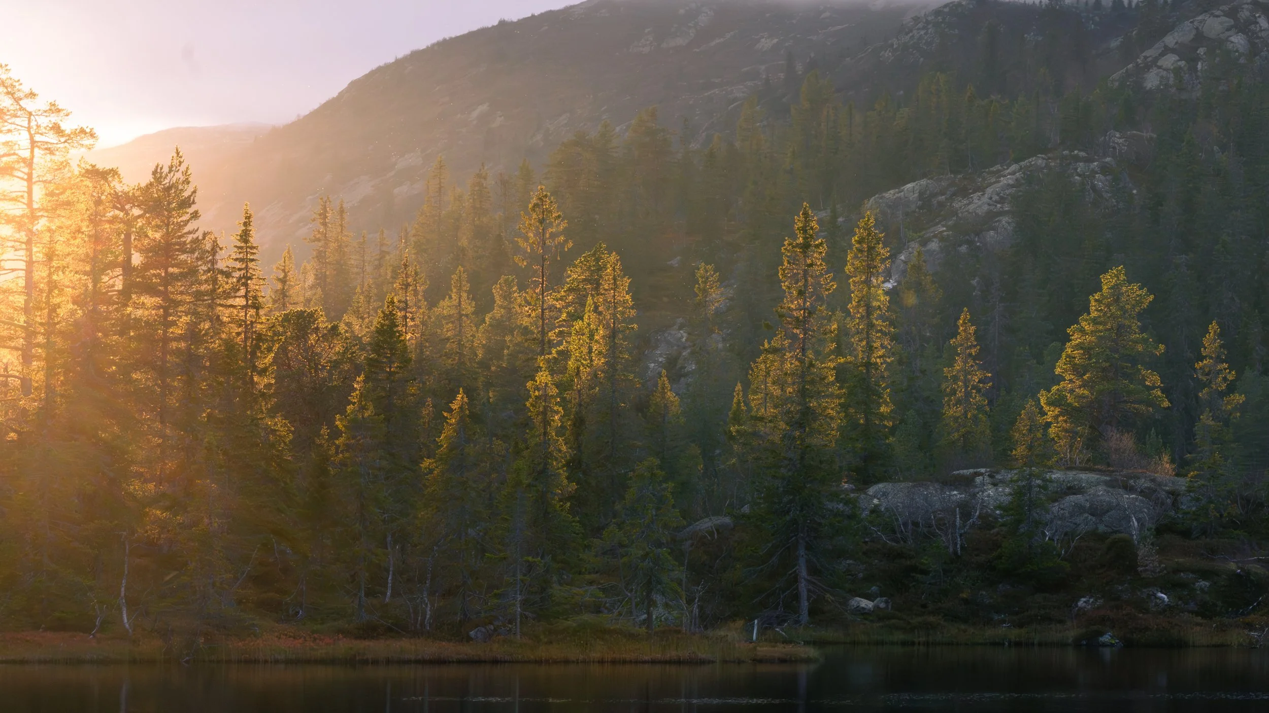 Sunlight shining through tall pine trees on a mountain slope, reflecting on a lake in the foreground.