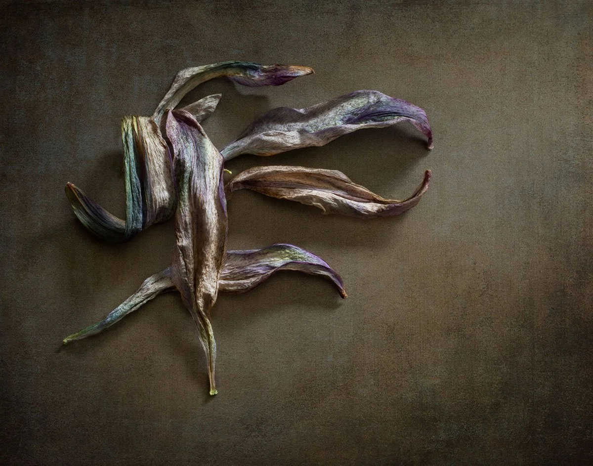 Dried Lily Petals Print