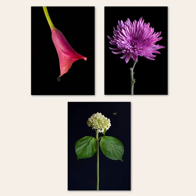 Bold Bloom Notecards