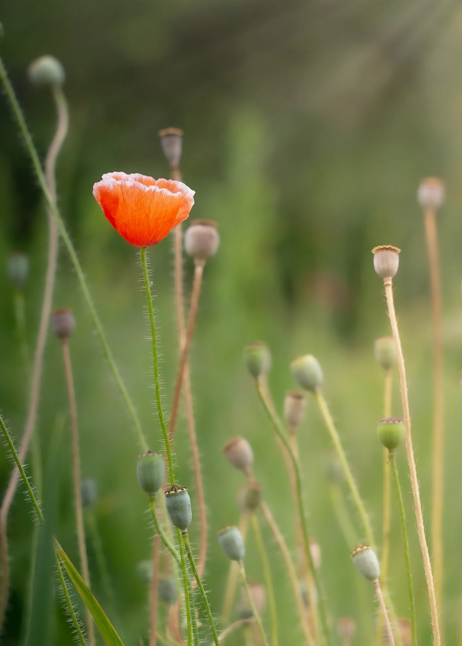Last Poppy Blooming
