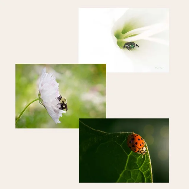 Itty Bitty Insects Notecards