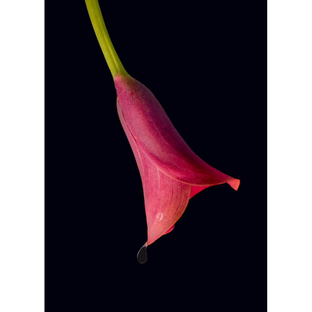 Red Calla Lily