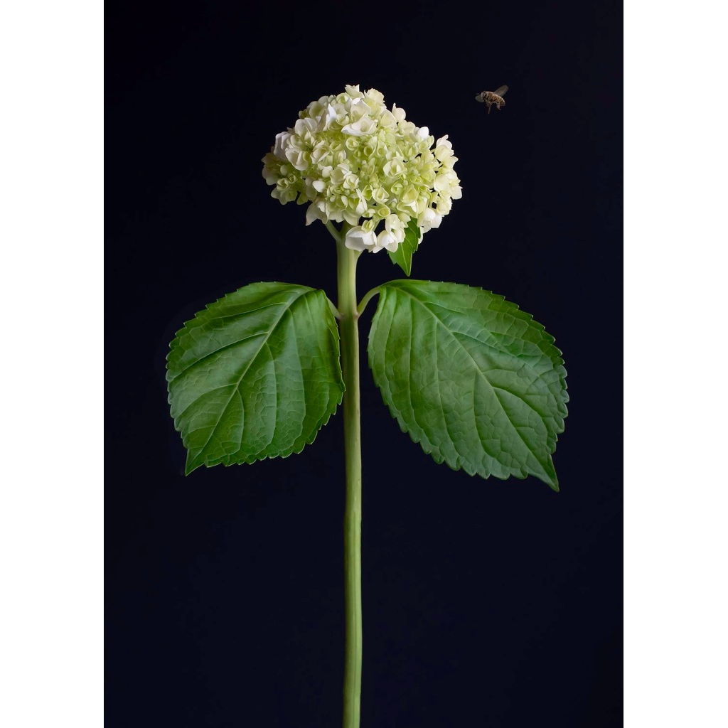 Hydrangea and Friend