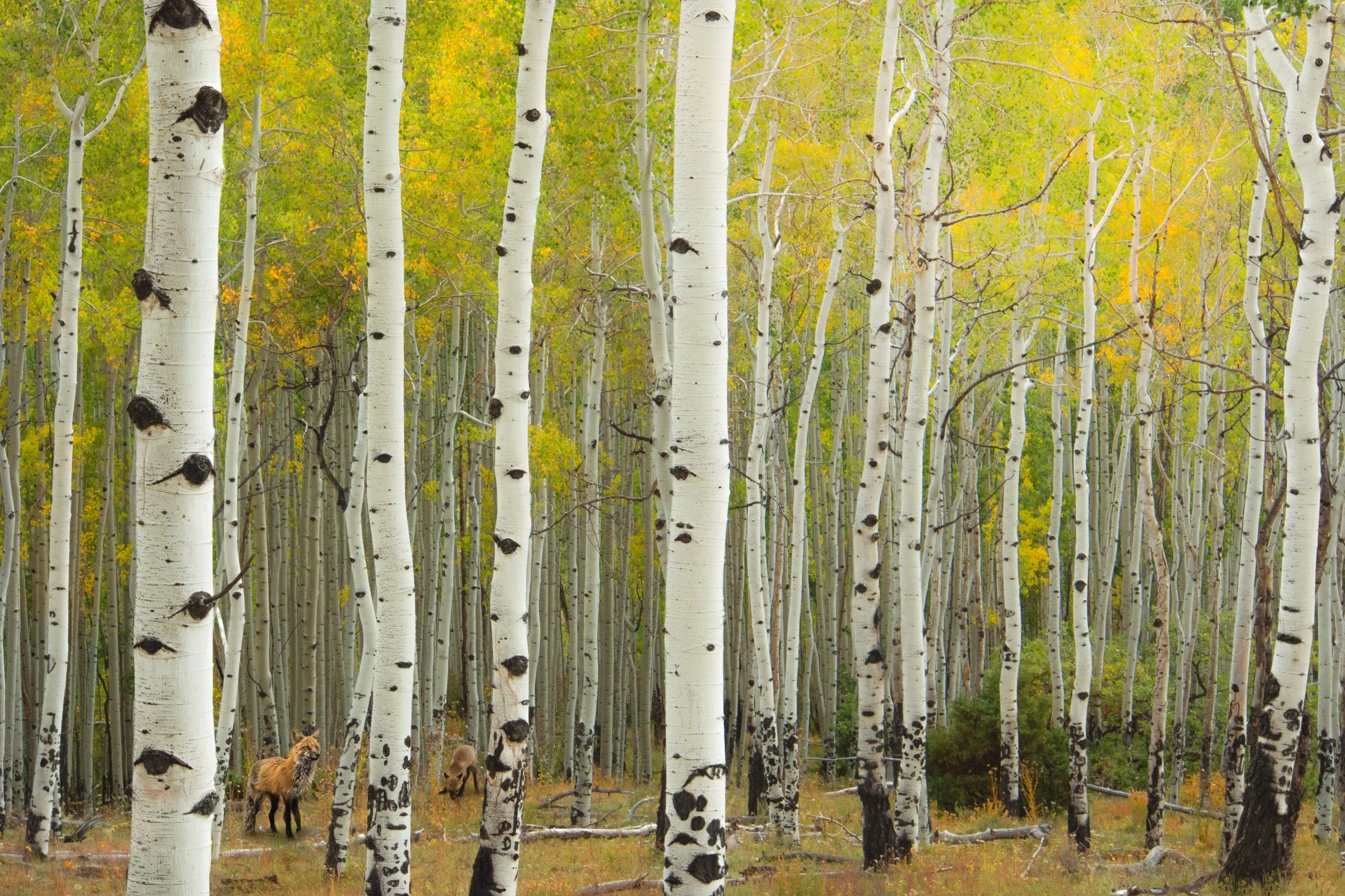 The Fox and The Aspen Print