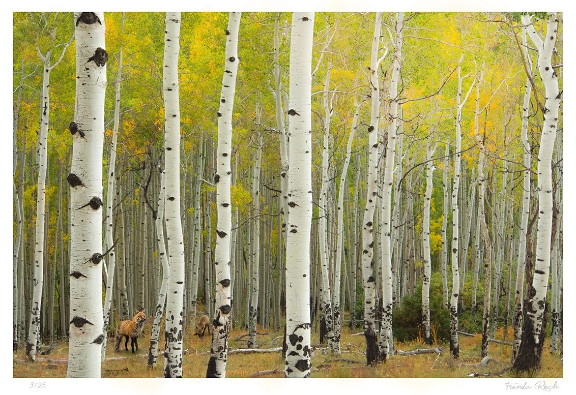 Art for multiple sclerosis