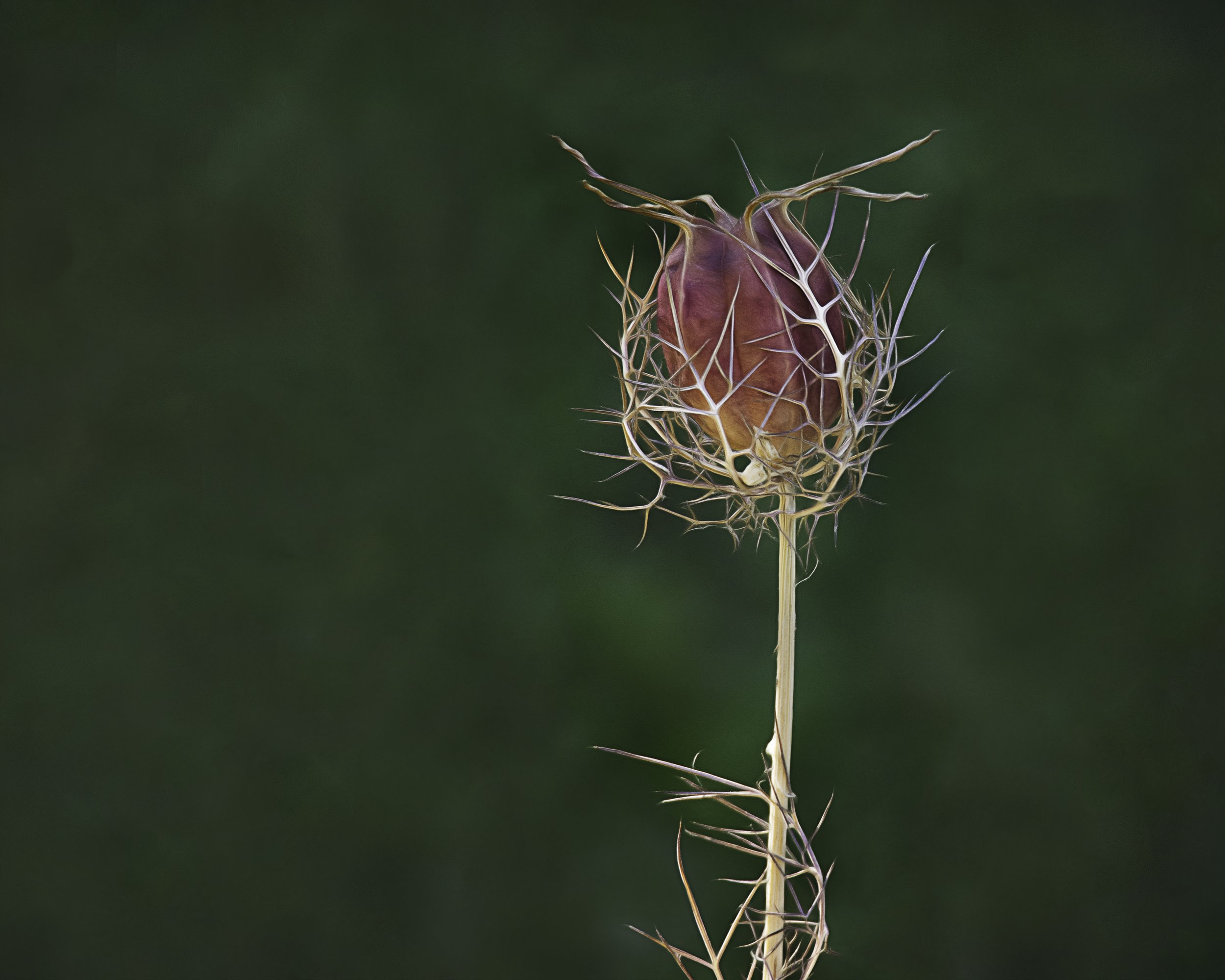 Love-in-a-mist flowers