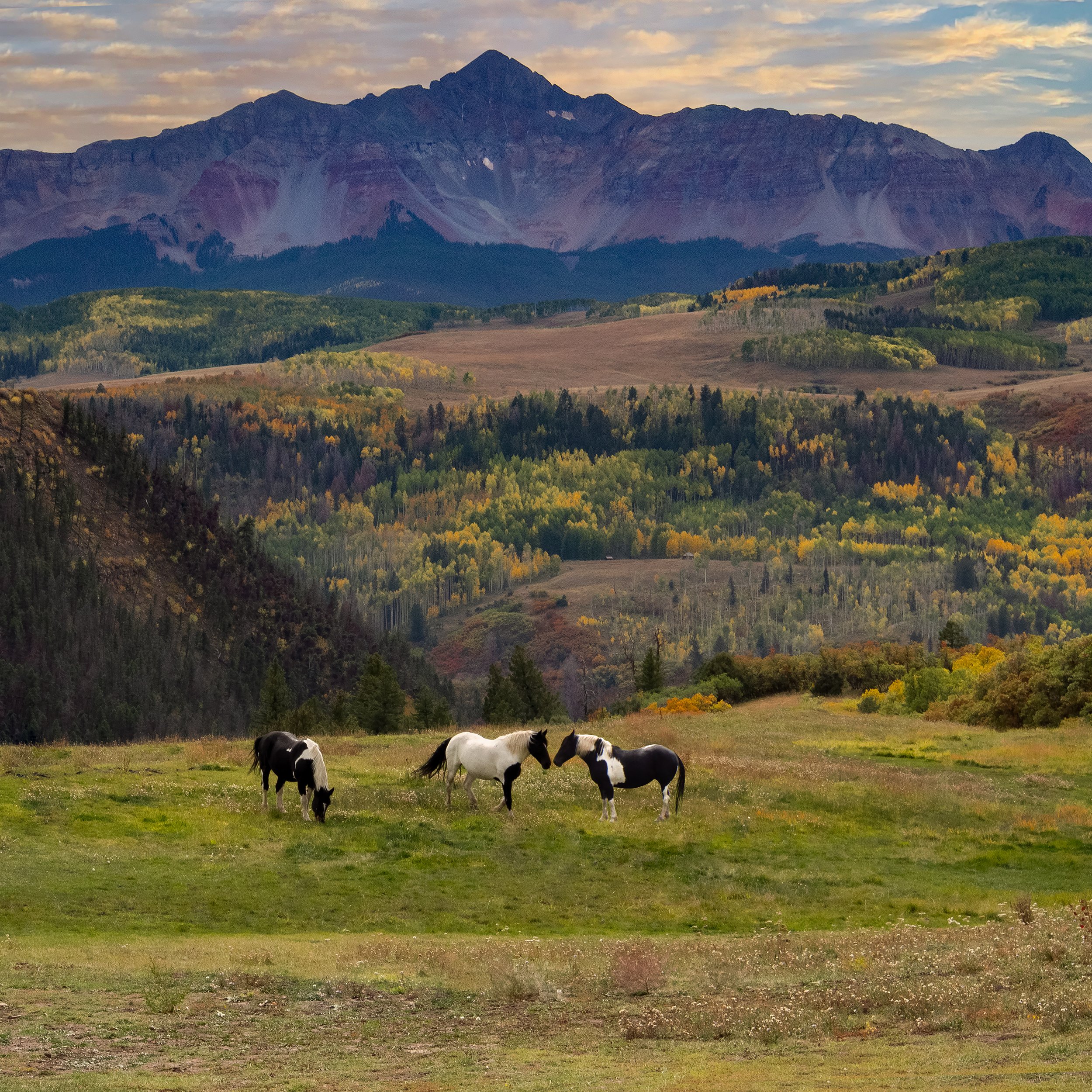 Telluride Mountain Horses