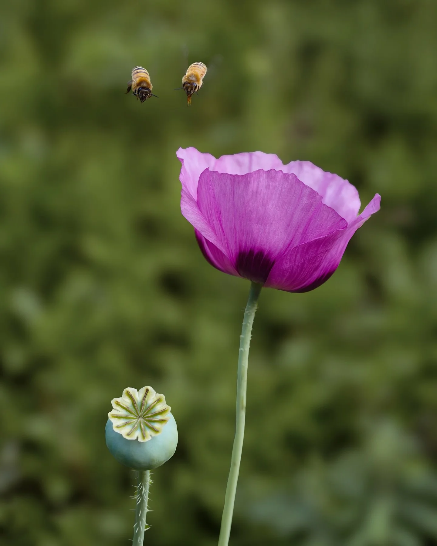 Race to be first or teamwork?! 

#floralportrait  #trendaroch #botanicart #tv_flowers #pollinators🐝