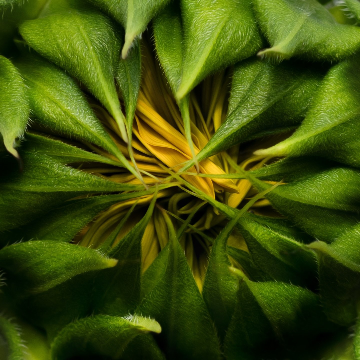 #floralportrait #botanical #sunflower #tv_flowers
