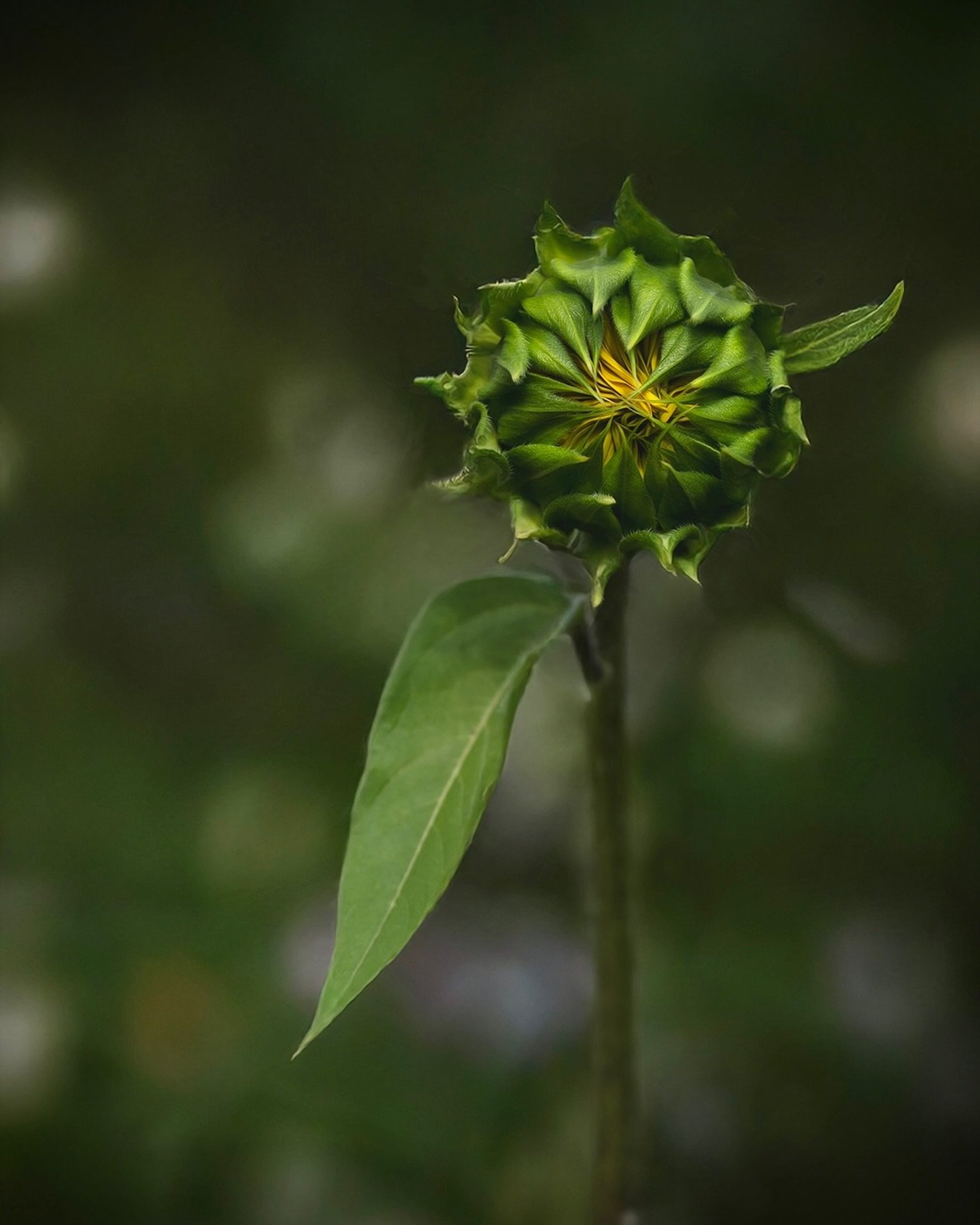 #floralportrait #sunflower #summertime #tv_flowers