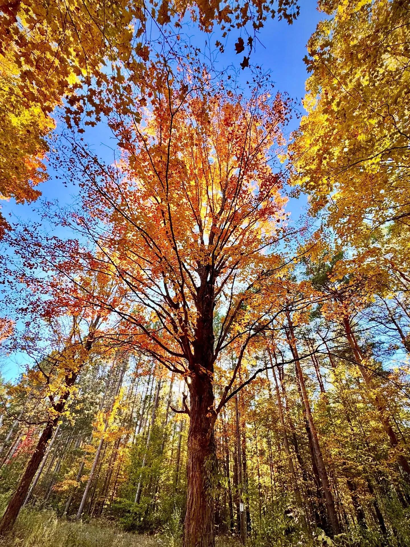 When that one tree stops you in your tracks.
#fall #puremichigan #autumnleaves #fallwalksarethebest