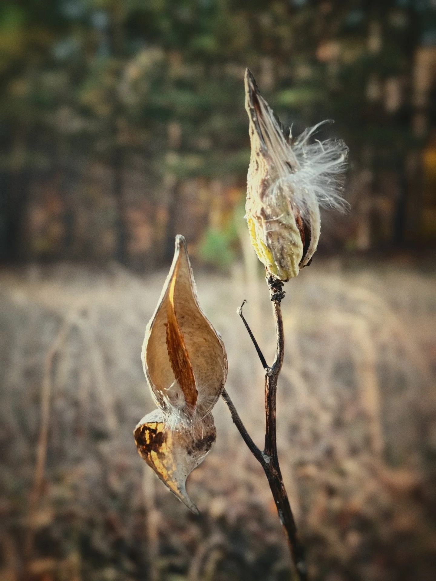 Milkweed
#milkweed #puremichigan #wildflowers #sideoftheroad #fall #autumn