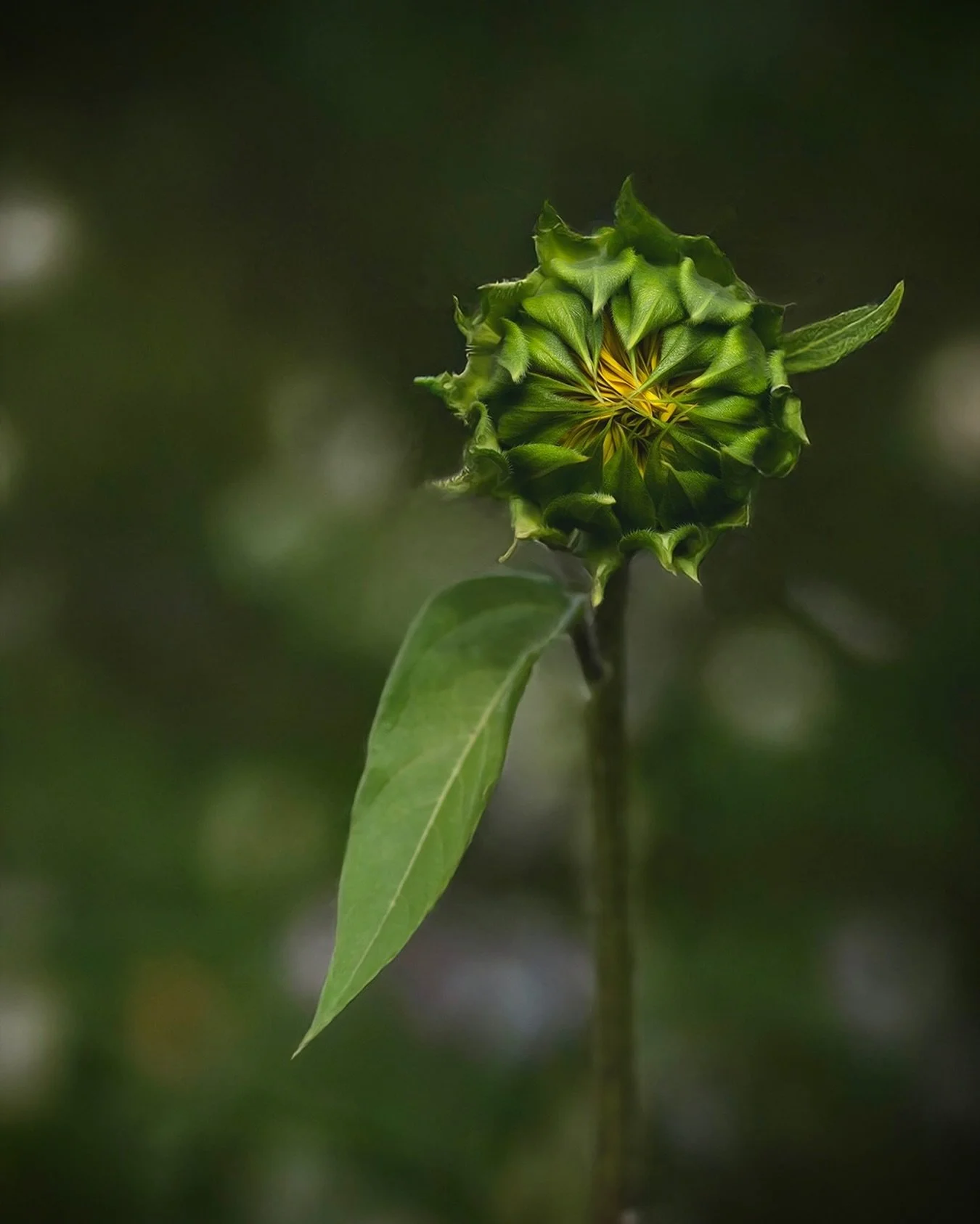 #floralportrait #sunflower #summertime #tv_flowers