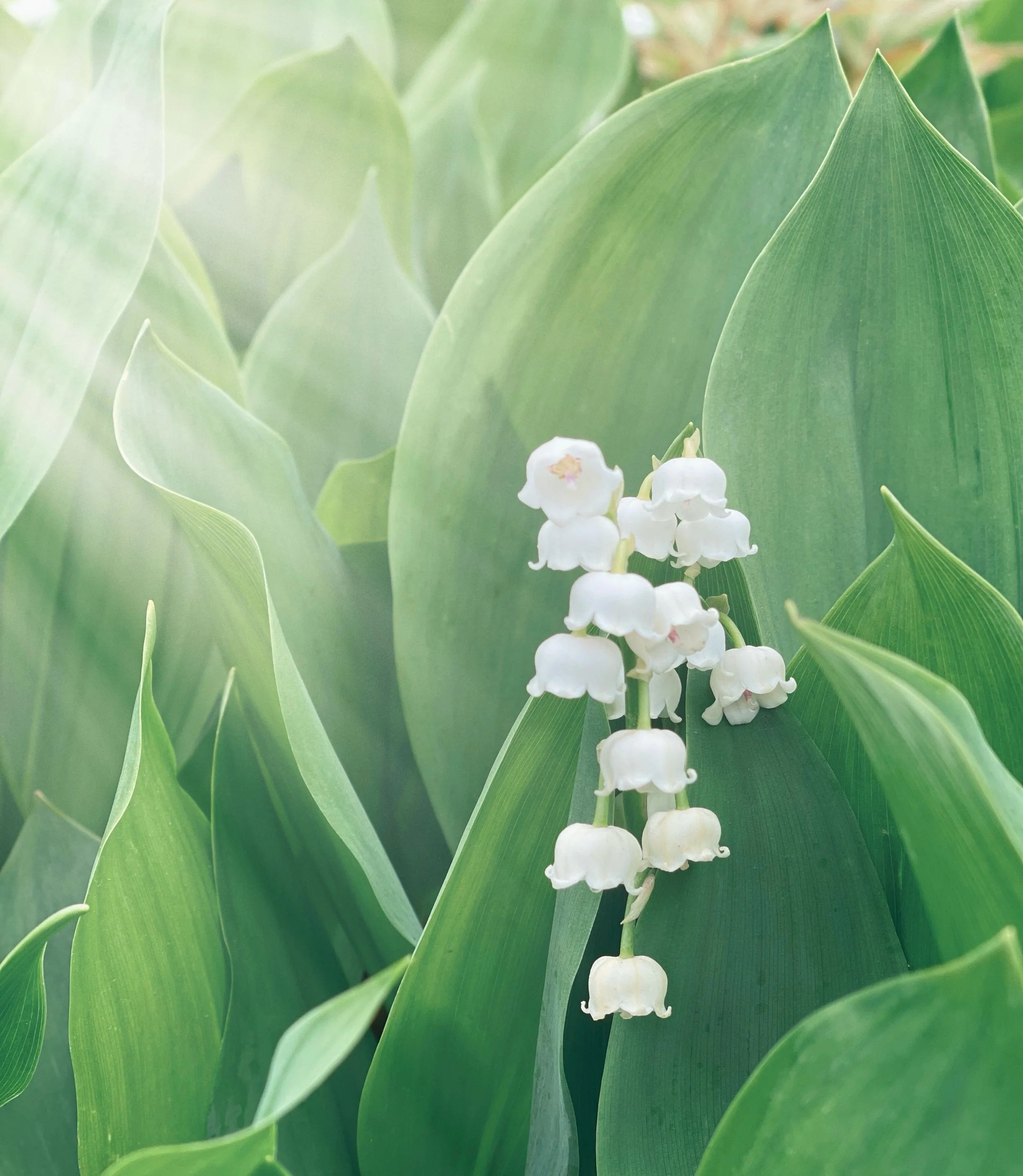 Happy May!
#trendaroch #mayday #floralportrait #tv_flowers