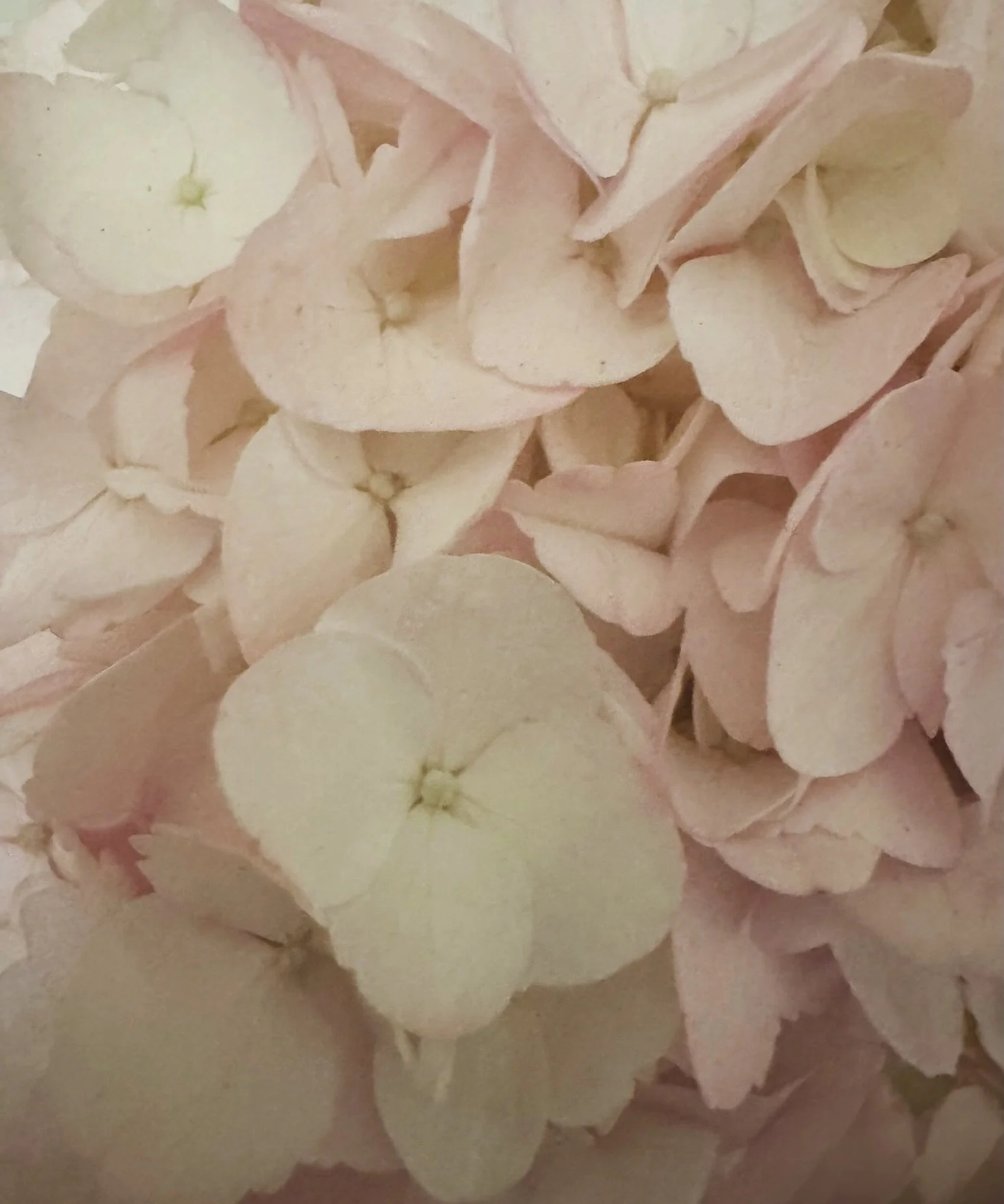 Perfect petals Perfect pink

#hydrangeas #floralpotrait #trendaroch #flowersofparis #springblooms