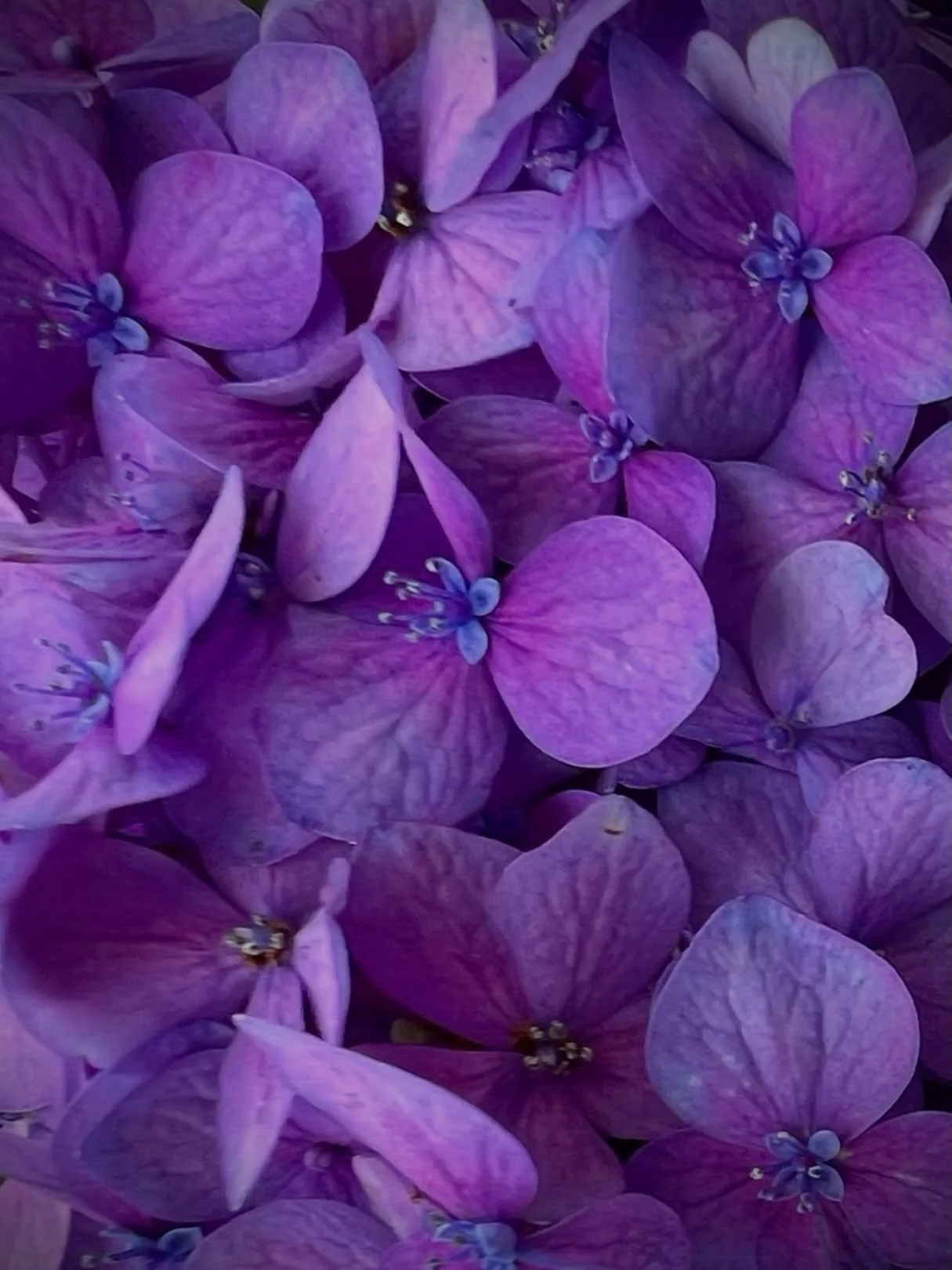 💜