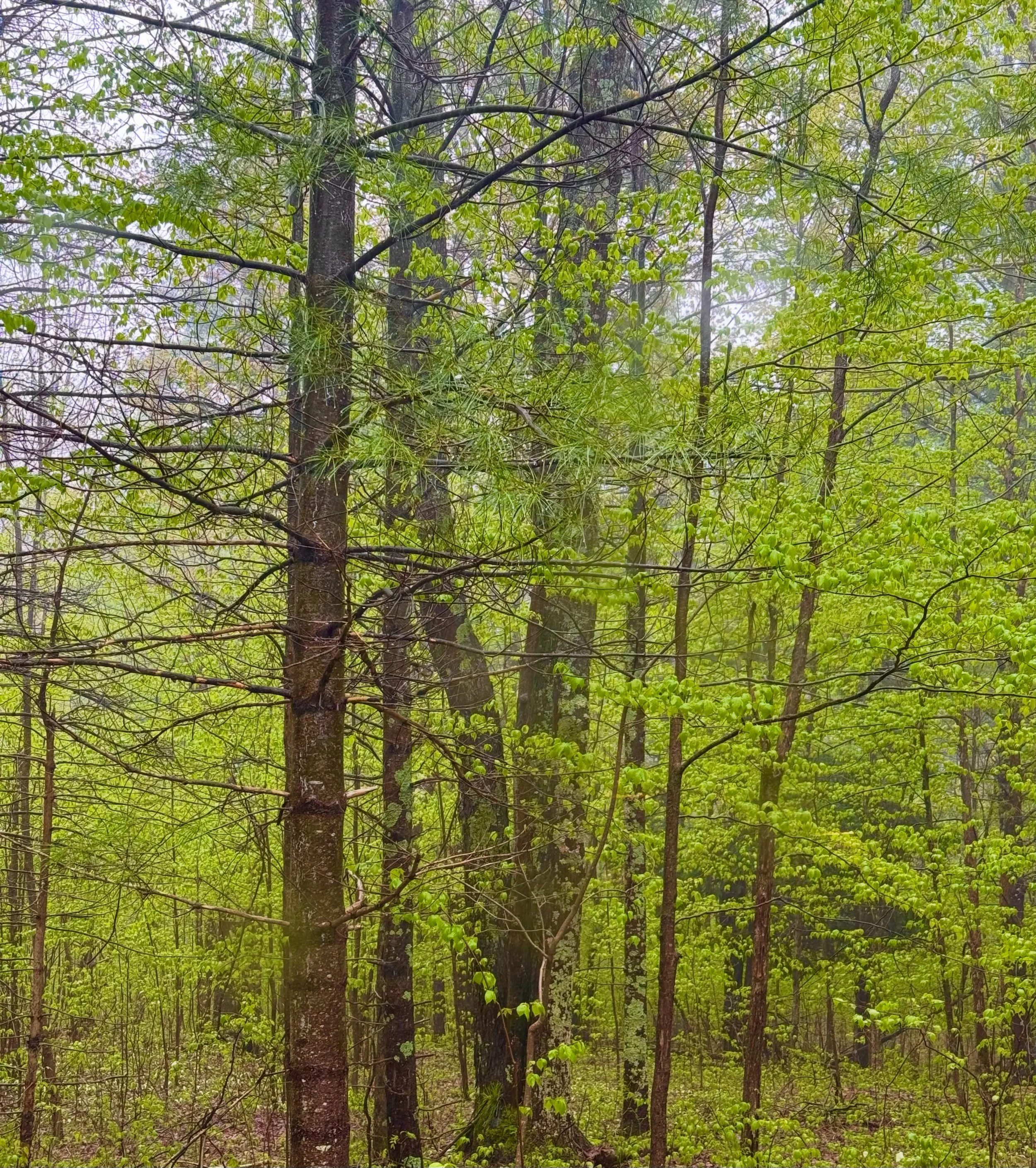 Spring Green 💚💚💚