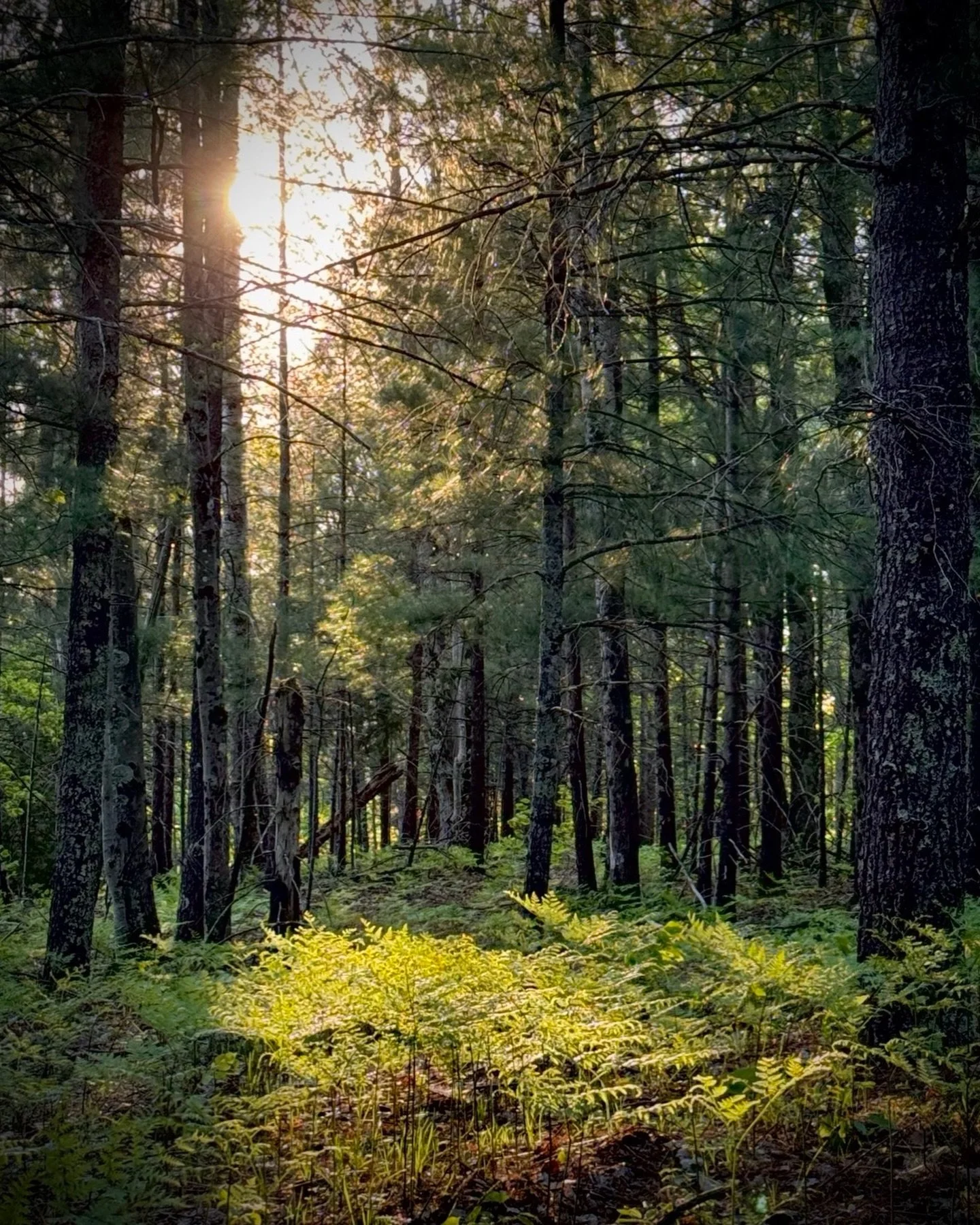 When sunset lights up the new ferns 😍
#puremichigan #forestferns #trendaroch