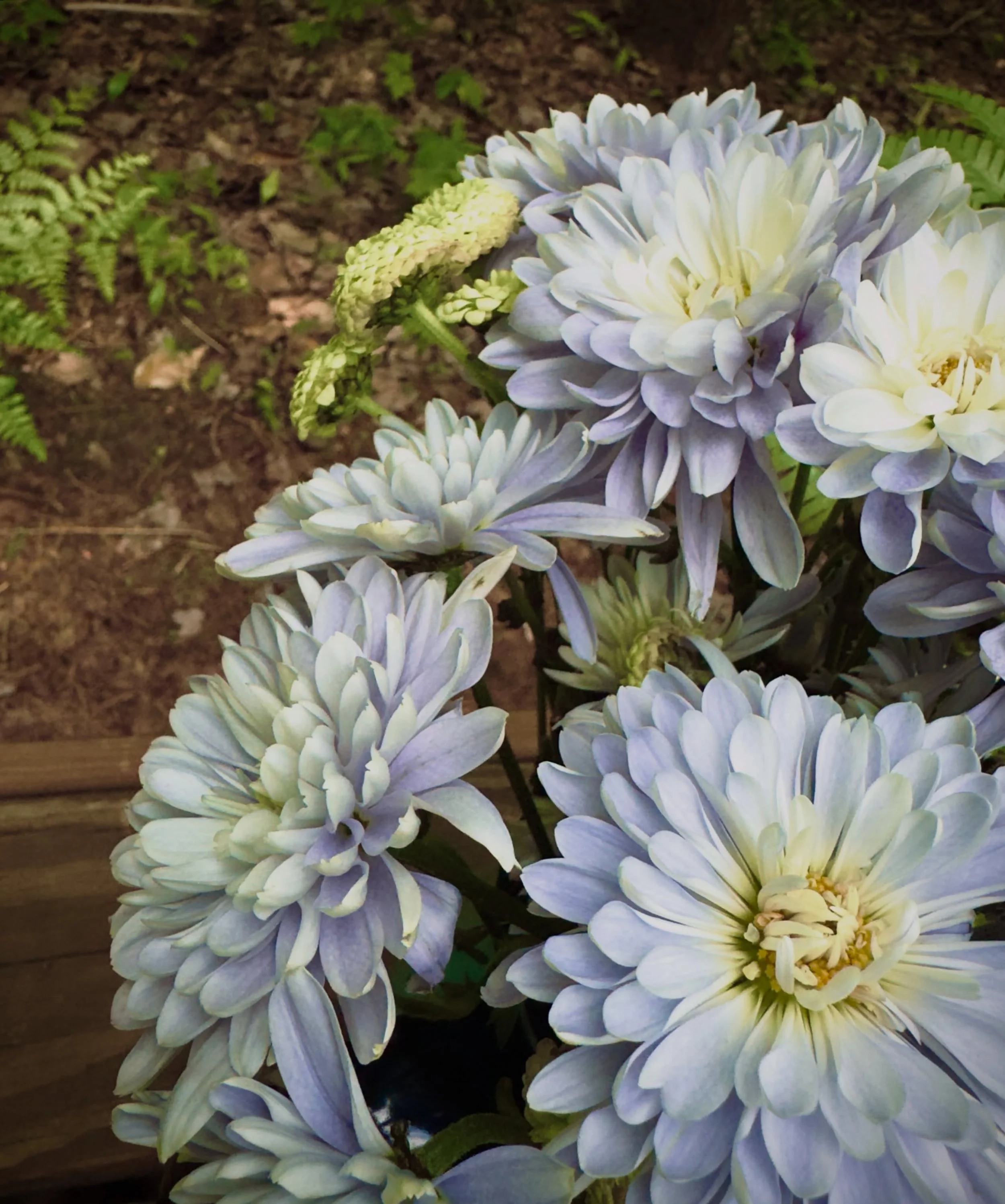 Inspired by @carolinej  and her beautiful image of a purple and green bouquet. I also had chosen those colors for my most recent table bouquet and love the pretty combination. Without adding any other colors. Unfortunately I got busy, and photographi